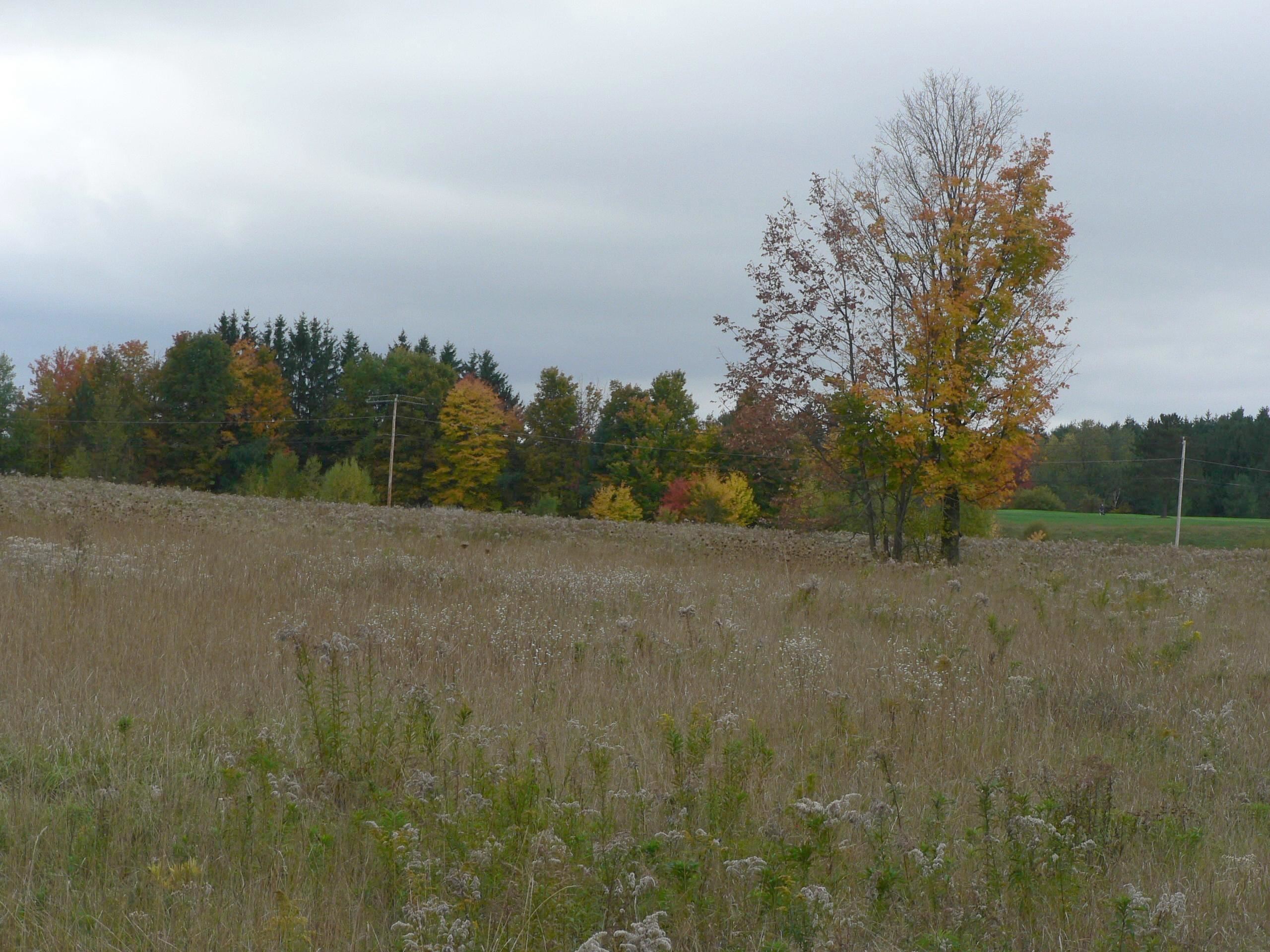 - Pine Hill Road Property Photo 21