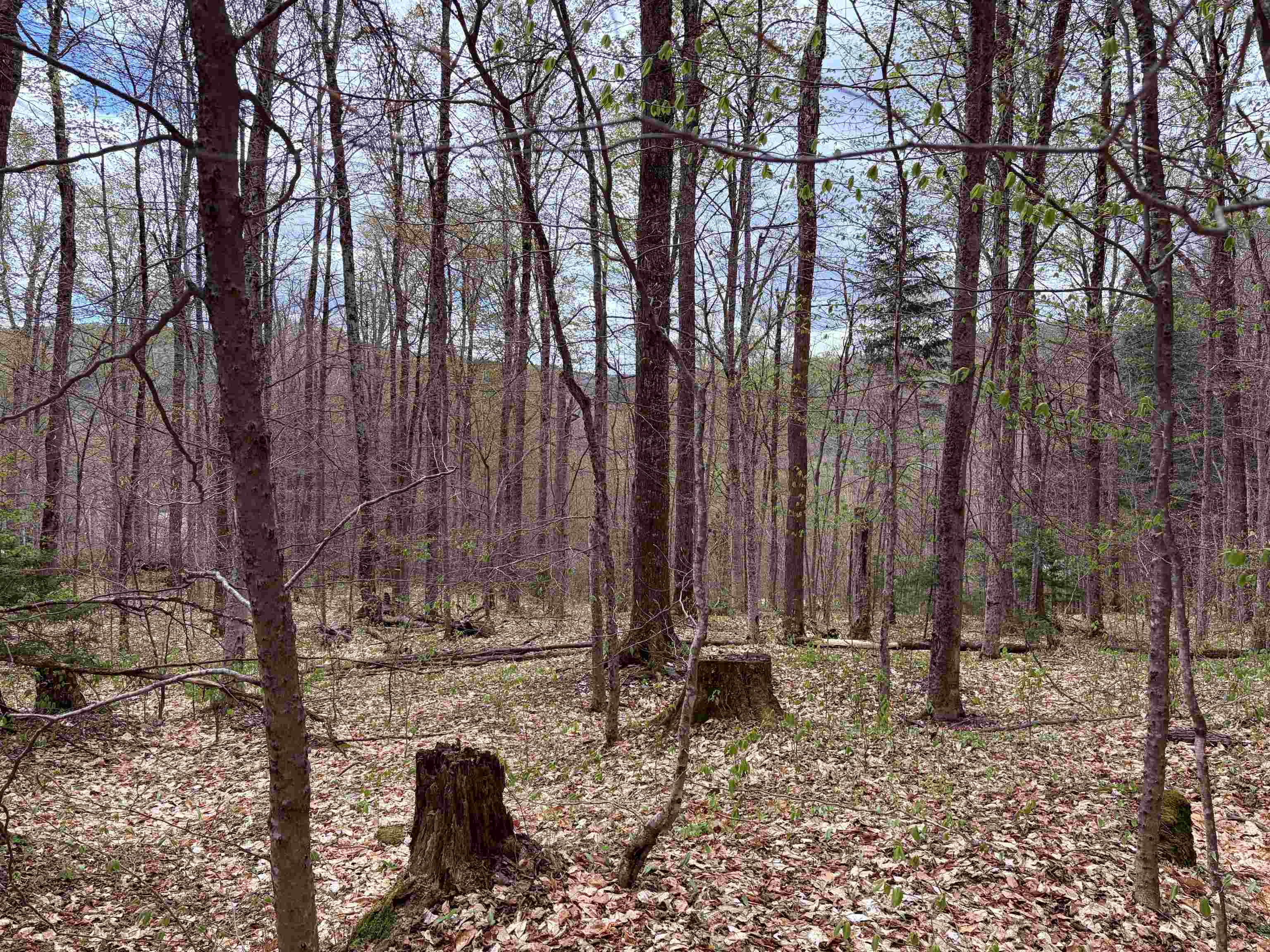 Tbd Boyce Road Property Photo 4