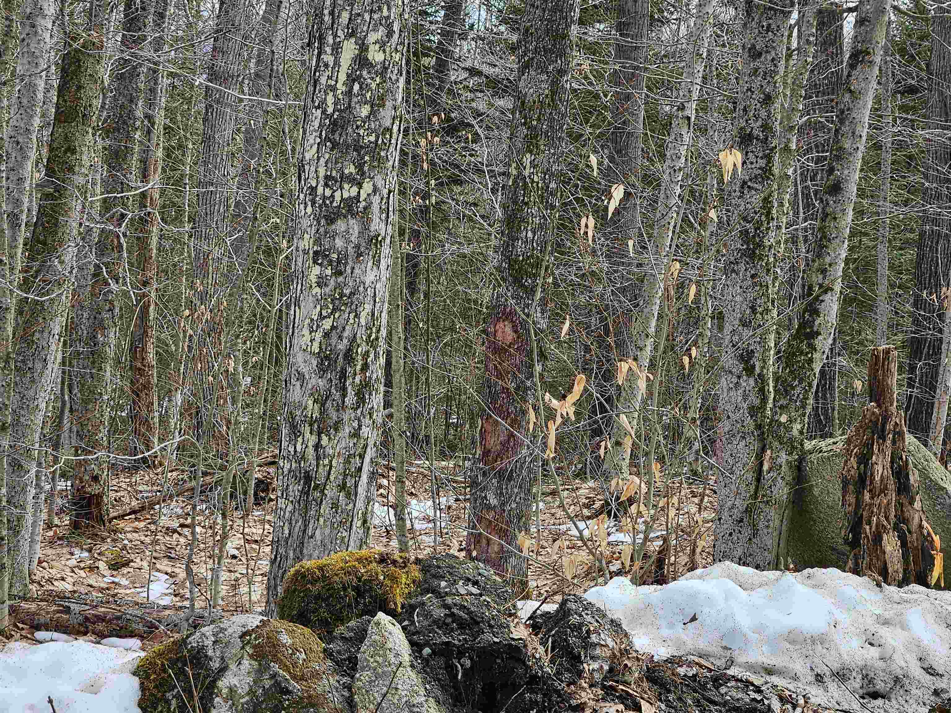Lot 90 Faraway Road Property Photo 17