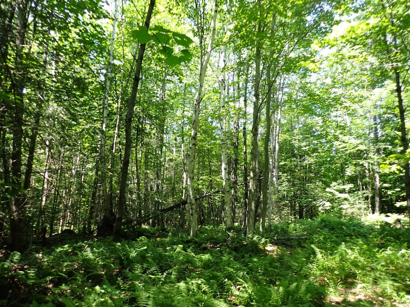 00 Plunkton Road Property Photo 17