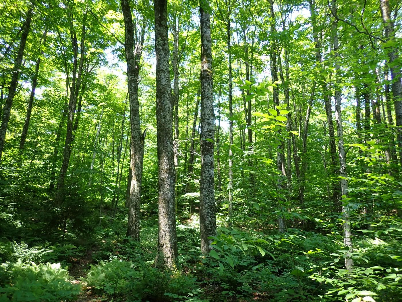 00 Plunkton Road Property Photo 18