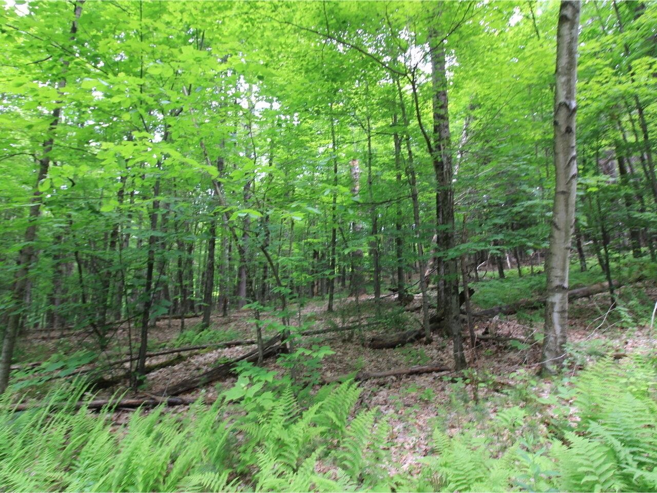 Lot 4 Piney Grove Lane Property Photo 9