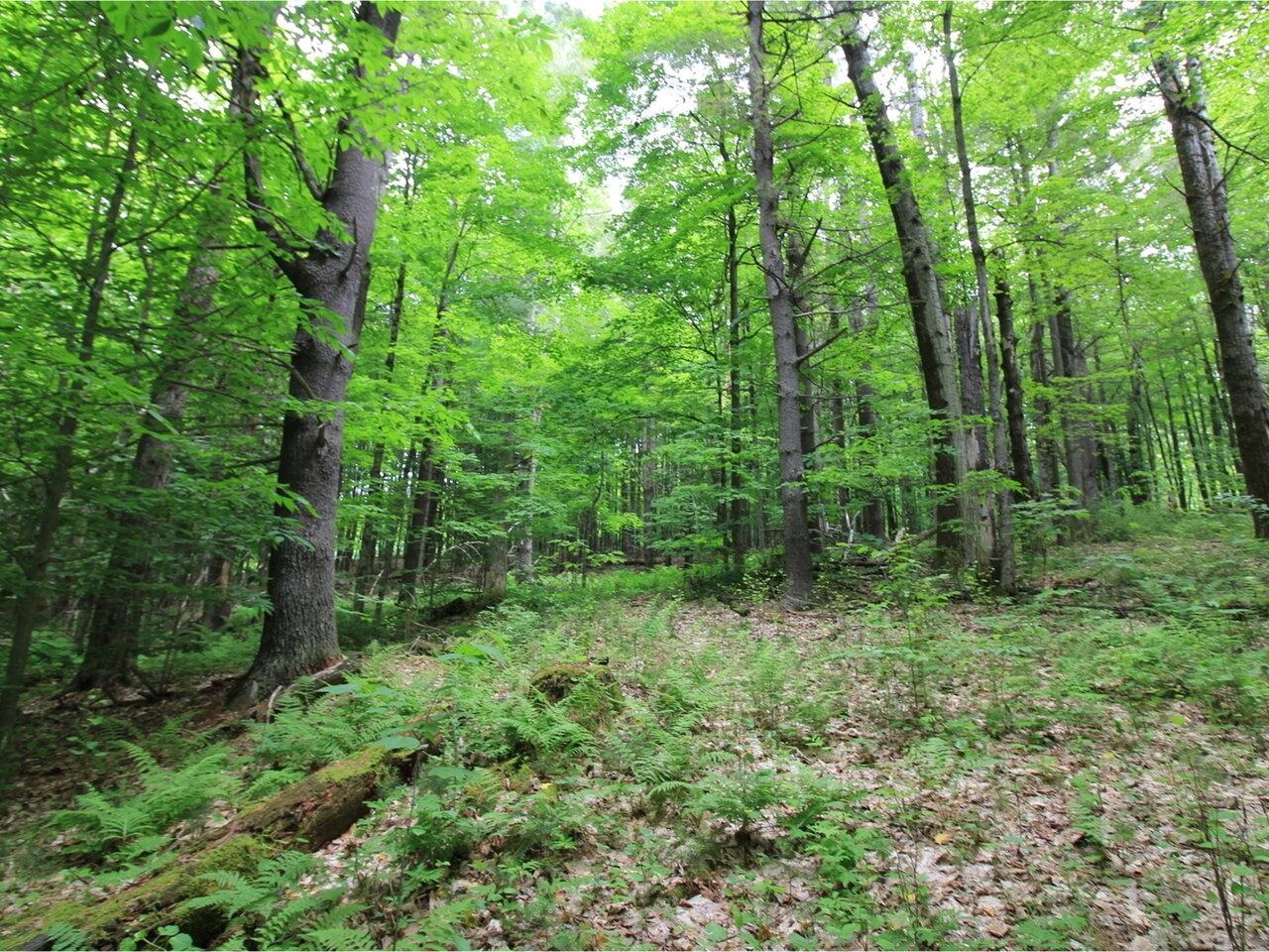 Lot 4 Piney Grove Lane Property Photo 10