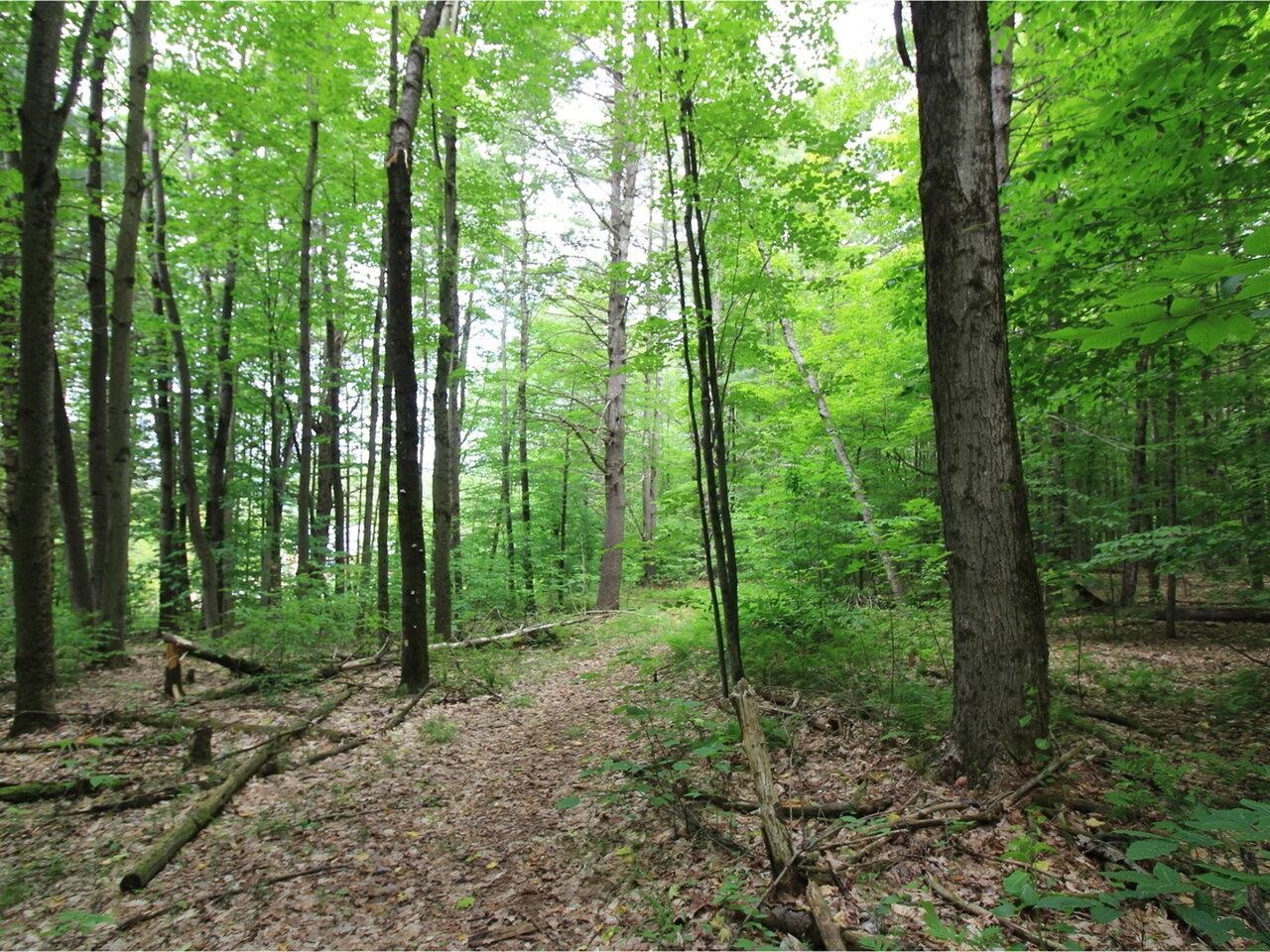 Lot 4 Piney Grove Lane Property Photo 11