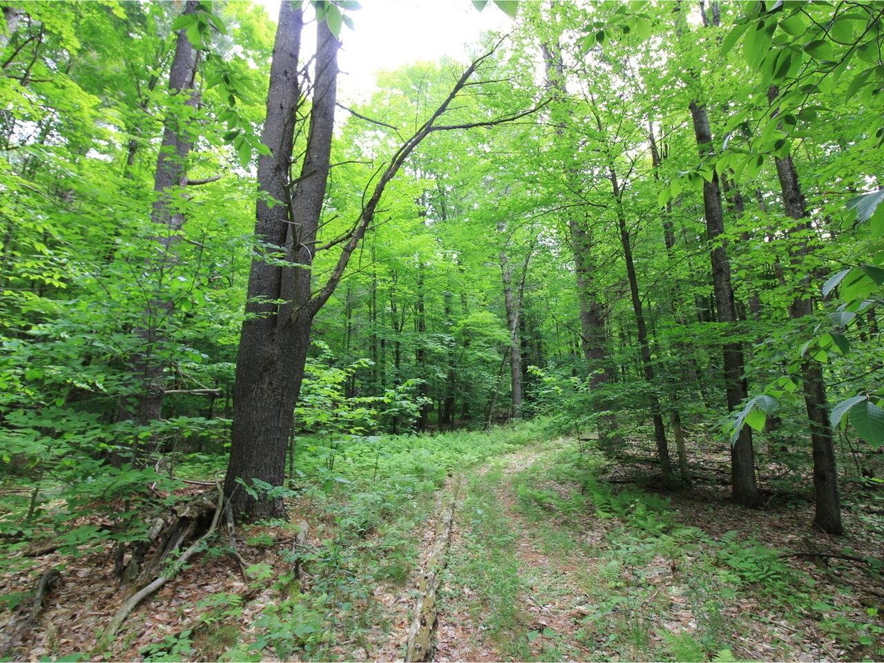 Lot 4 Piney Grove Lane Property Photo 13