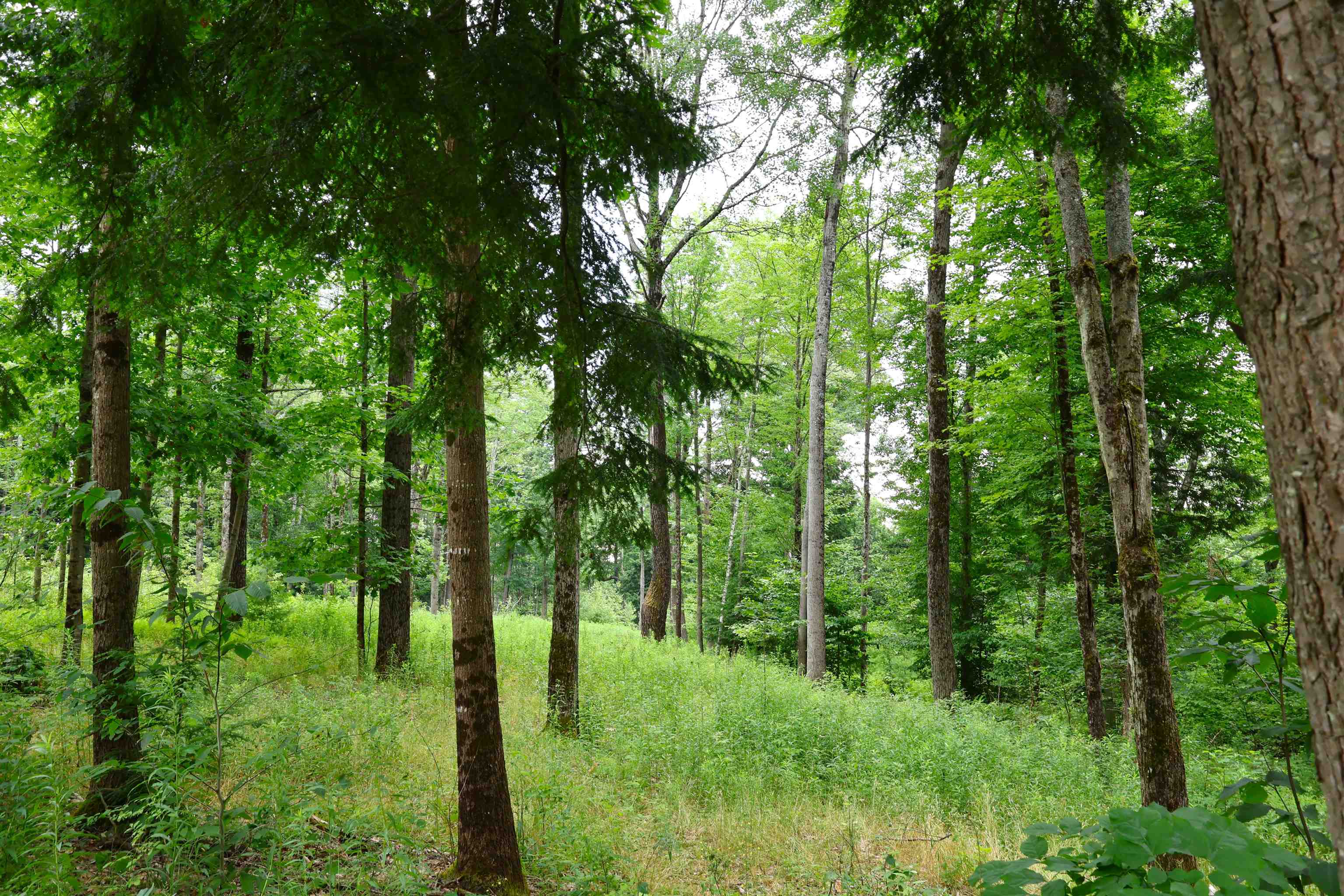 527 Neal Road Property Photo 11