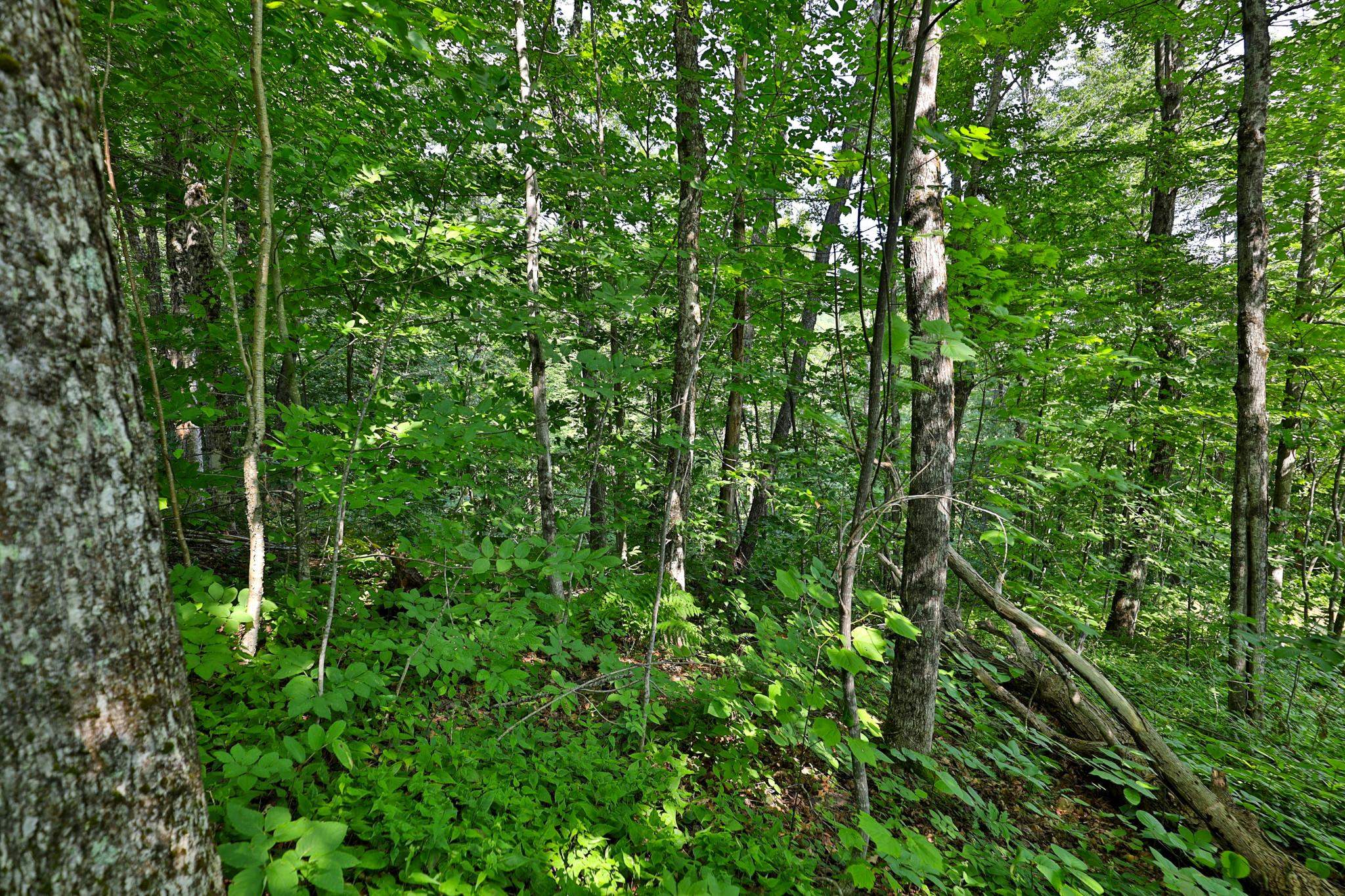 Woodpecker Road Property Photo 5