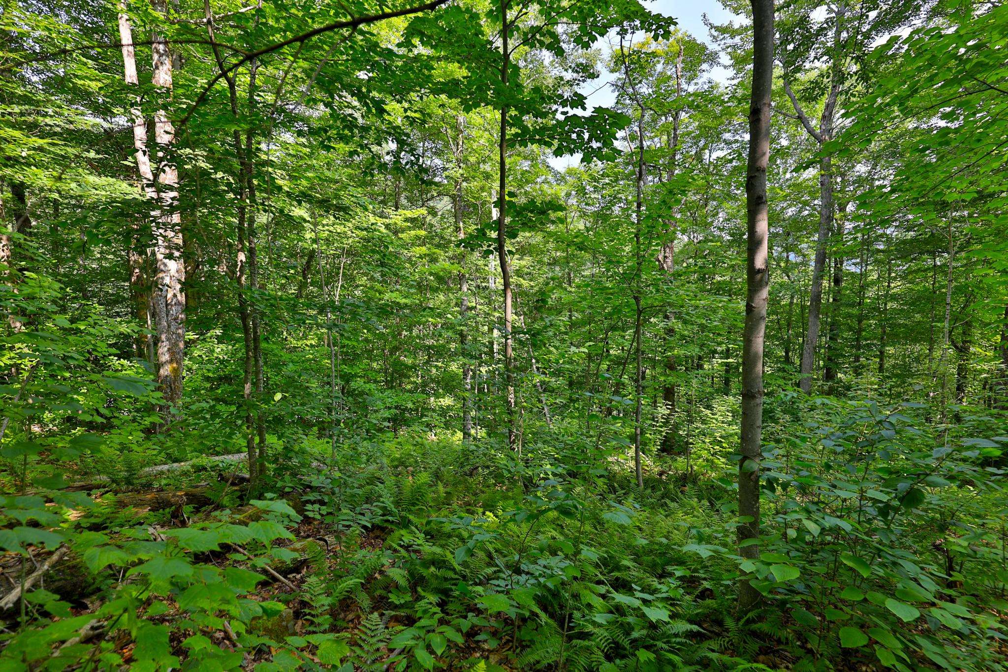 Woodpecker Road Property Photo 6