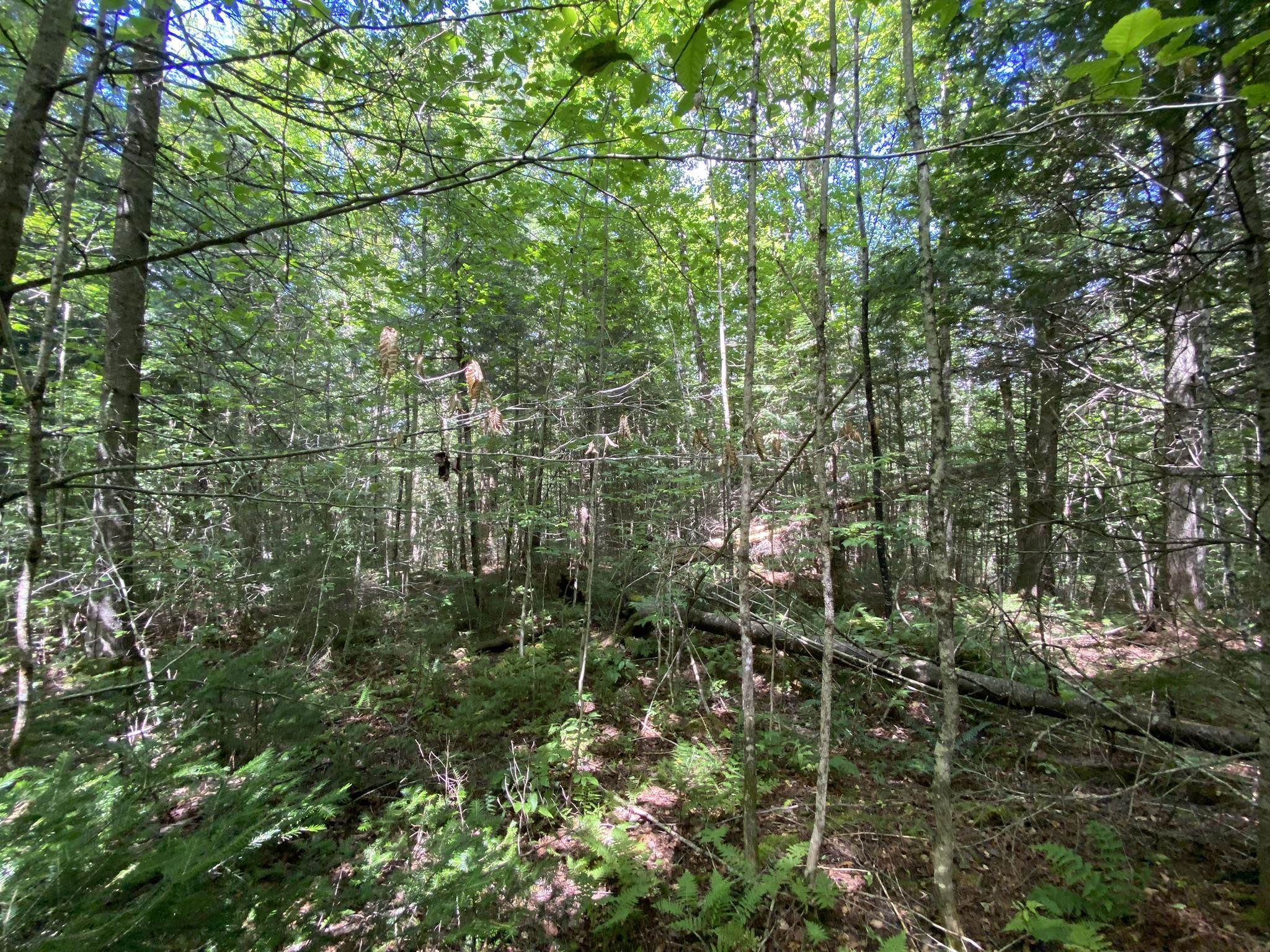0 Fall Brook Road Property Photo 4