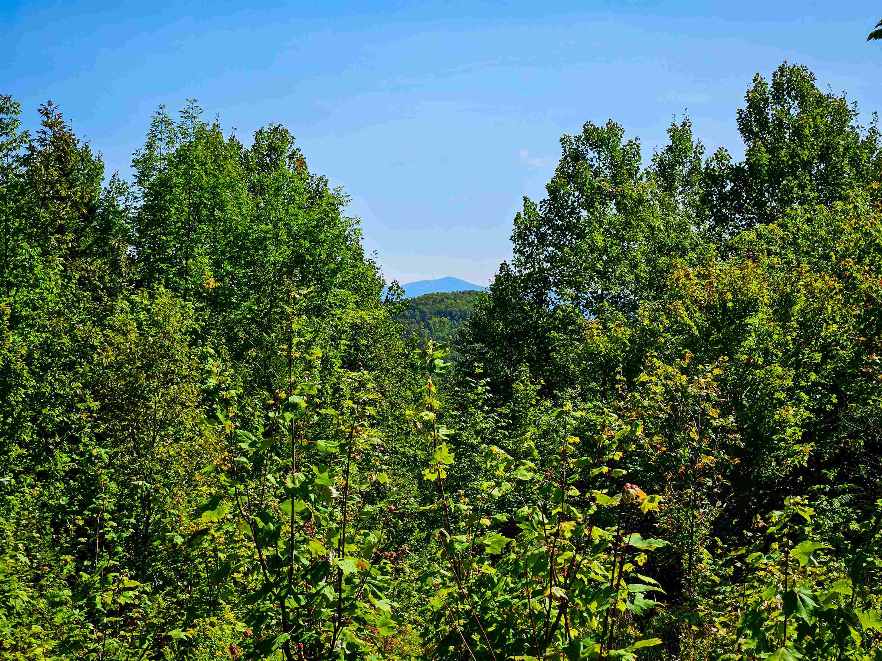 522 Mt. Misery Road Property Photo 22