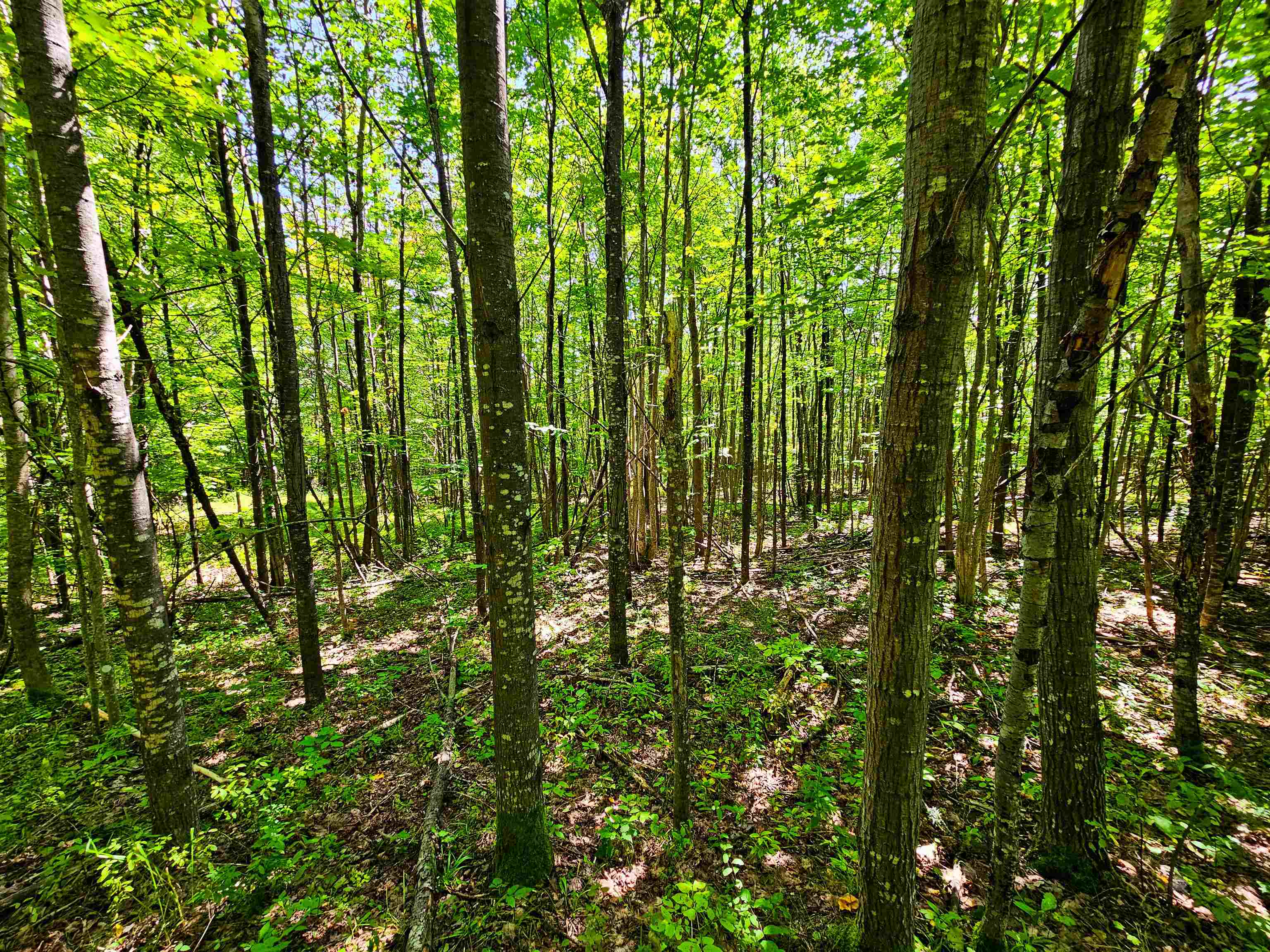 522 Mt. Misery Road Property Photo 31