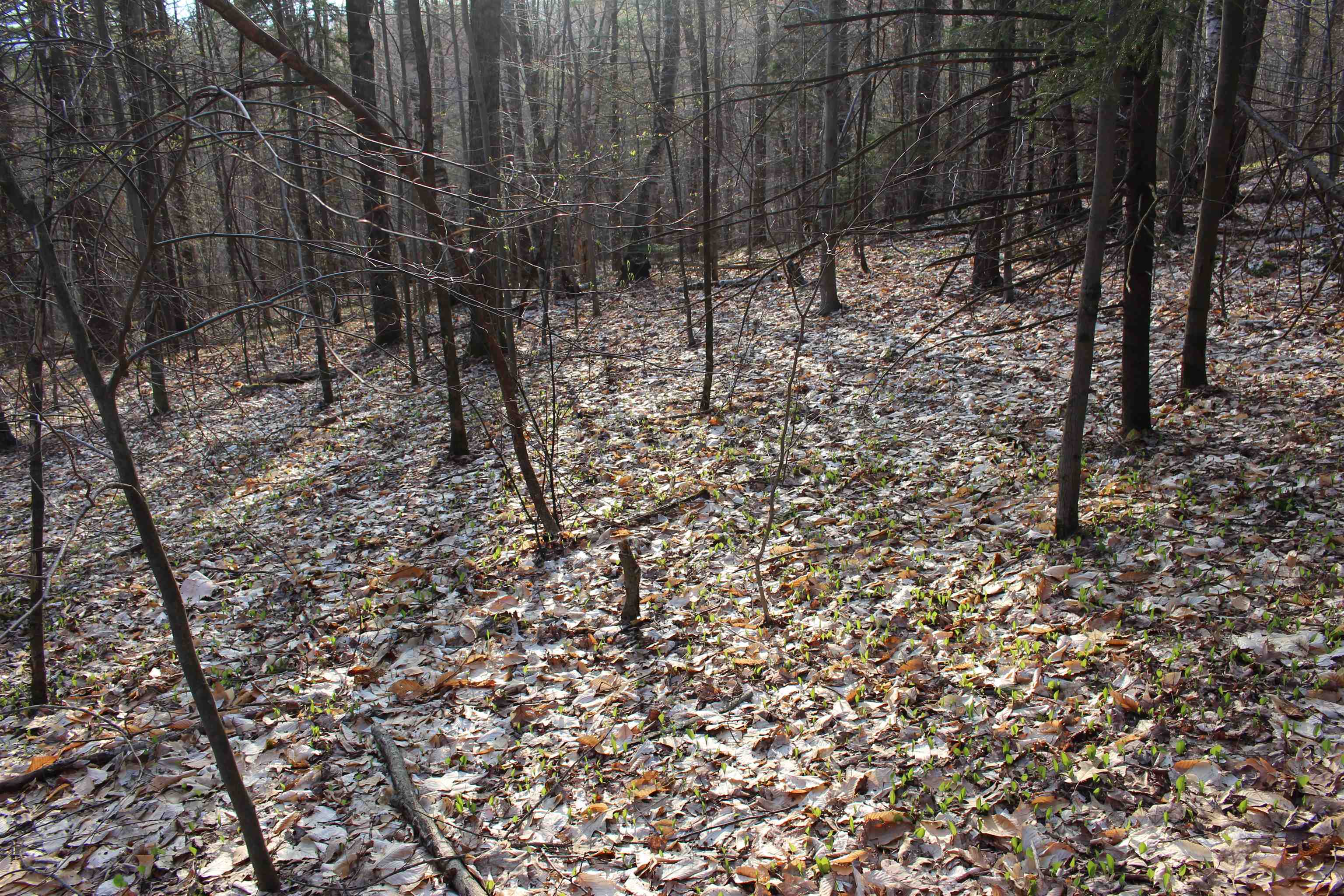 0 Upper Meehan Road Property Photo 17