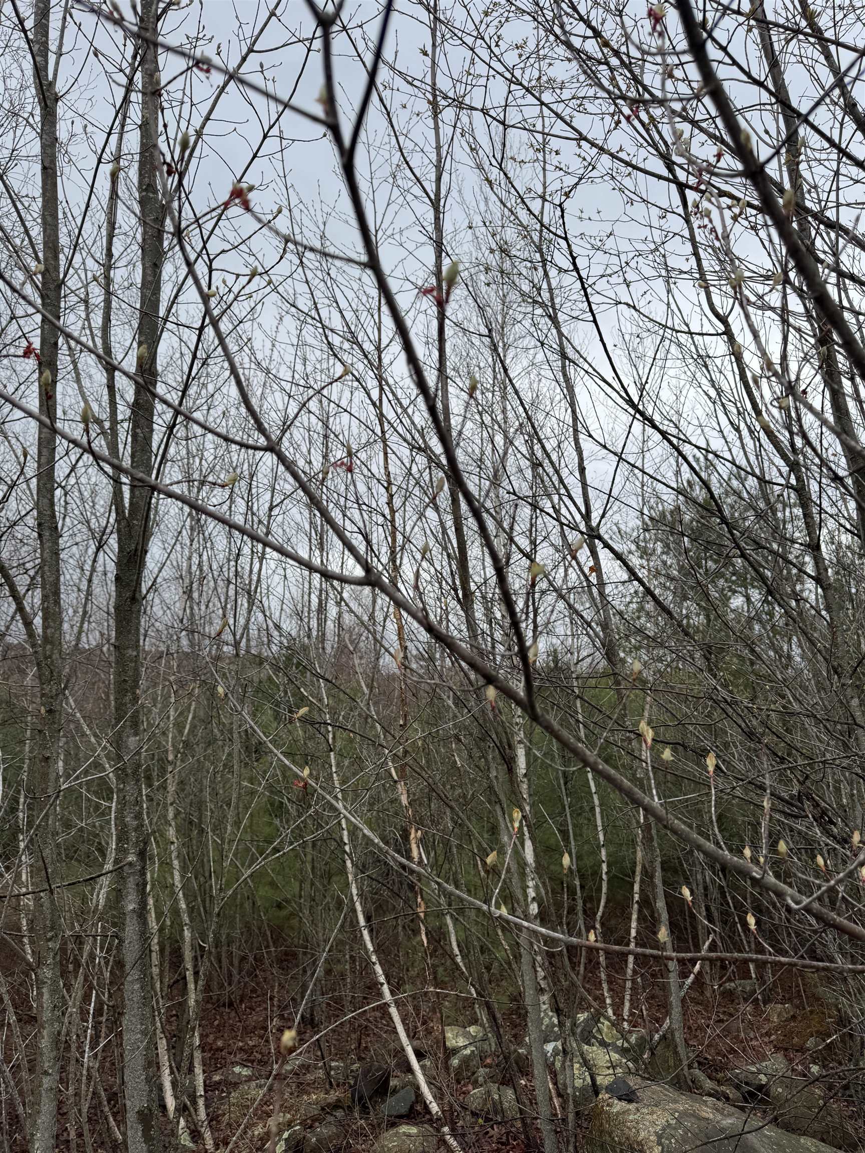Tbd Mason Road Property Photo 5