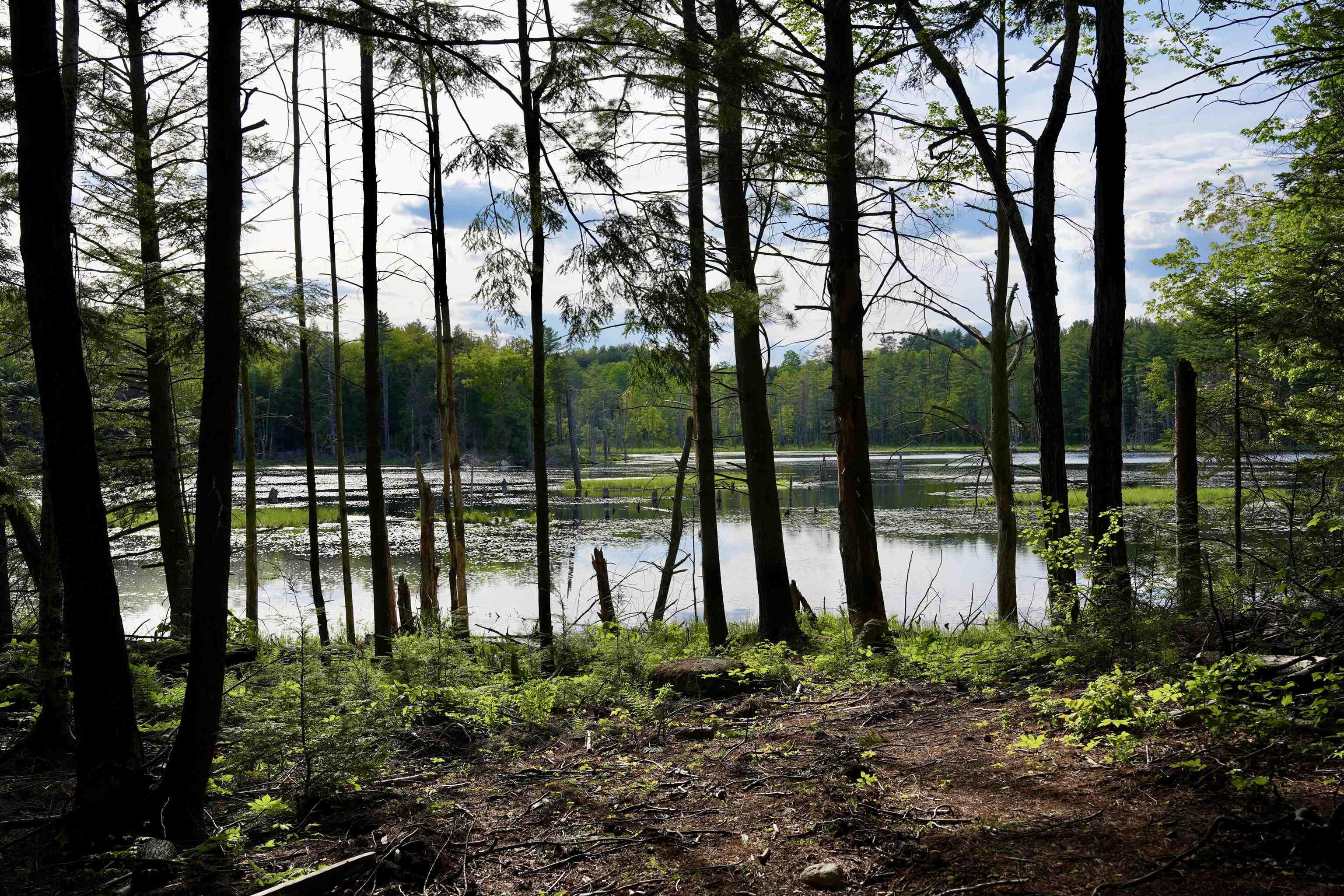 555 Shaker Road Property Photo 19