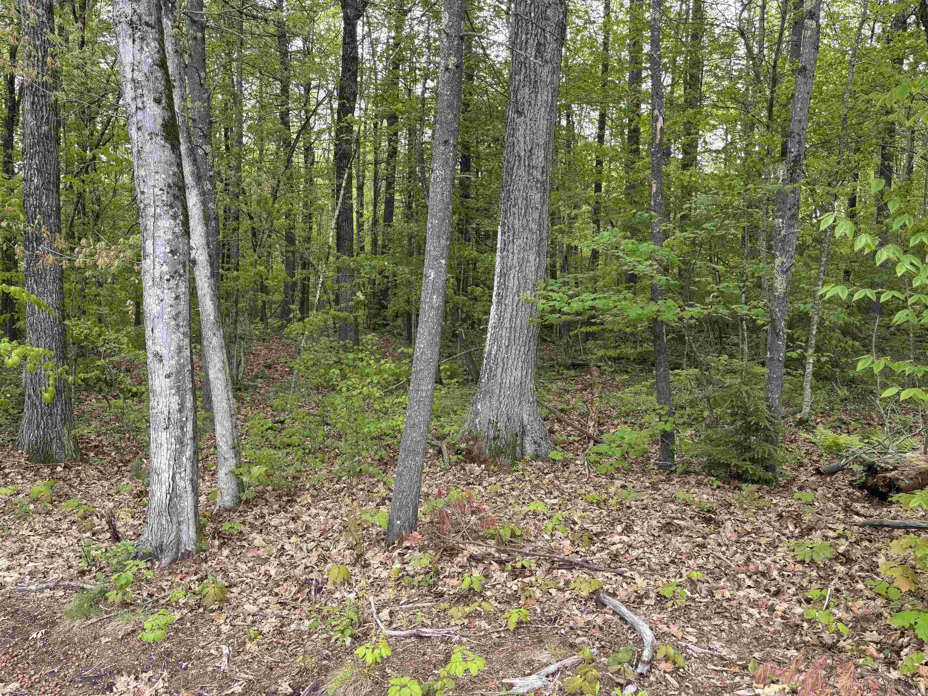 Wildcat Road Property Photo 4