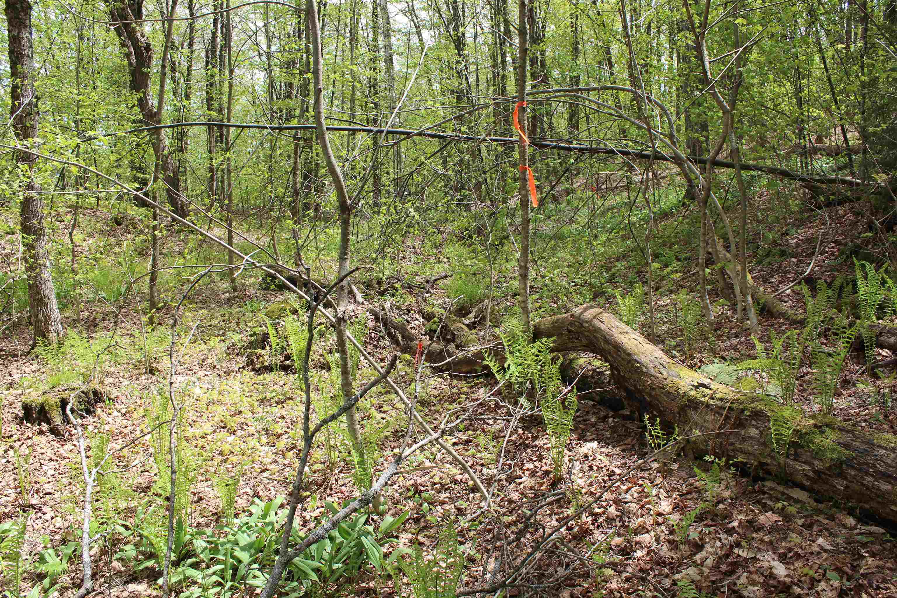 00 Long Hill Road Property Photo 6
