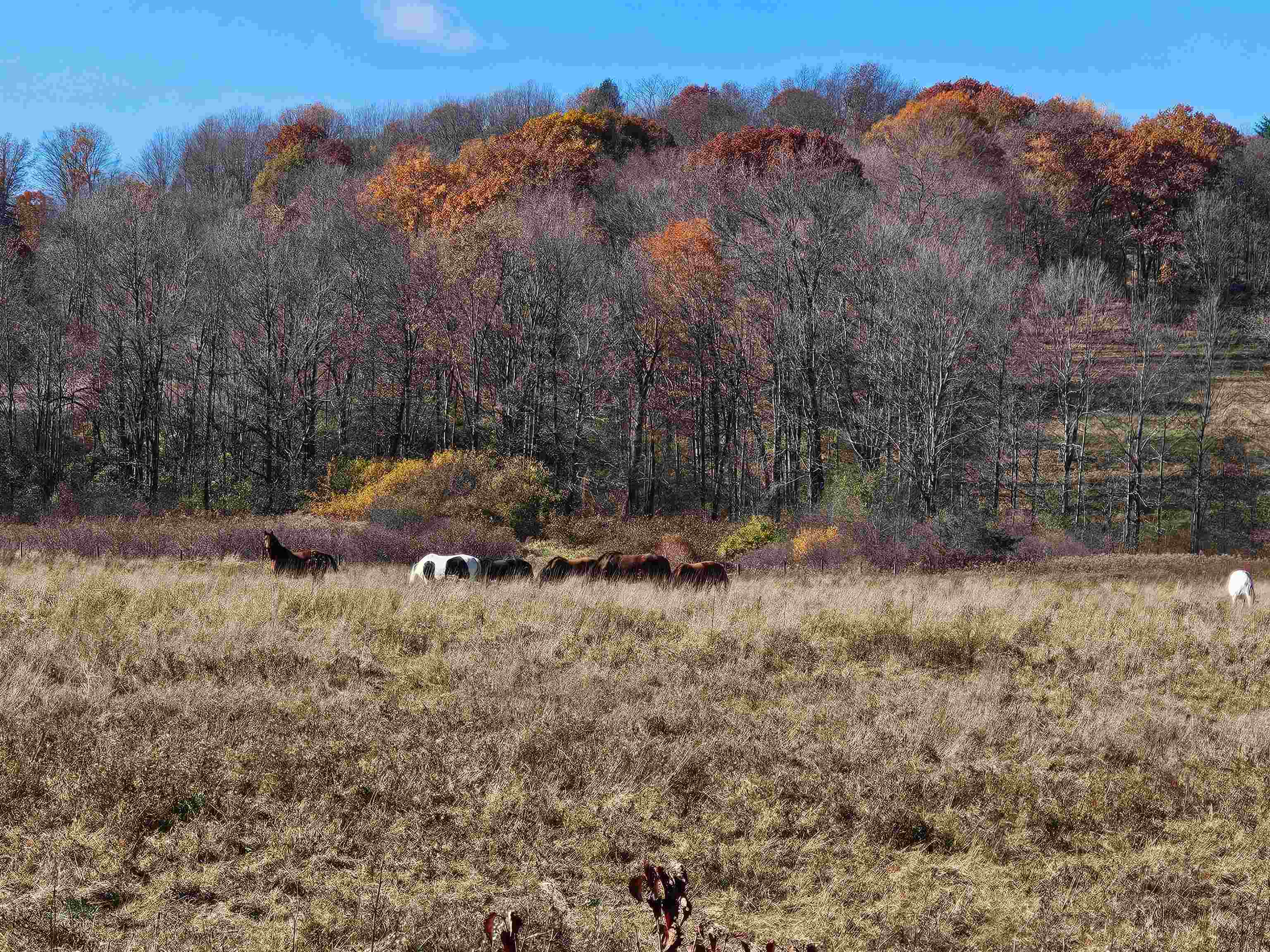 3356 Route 22a Property Photo 18