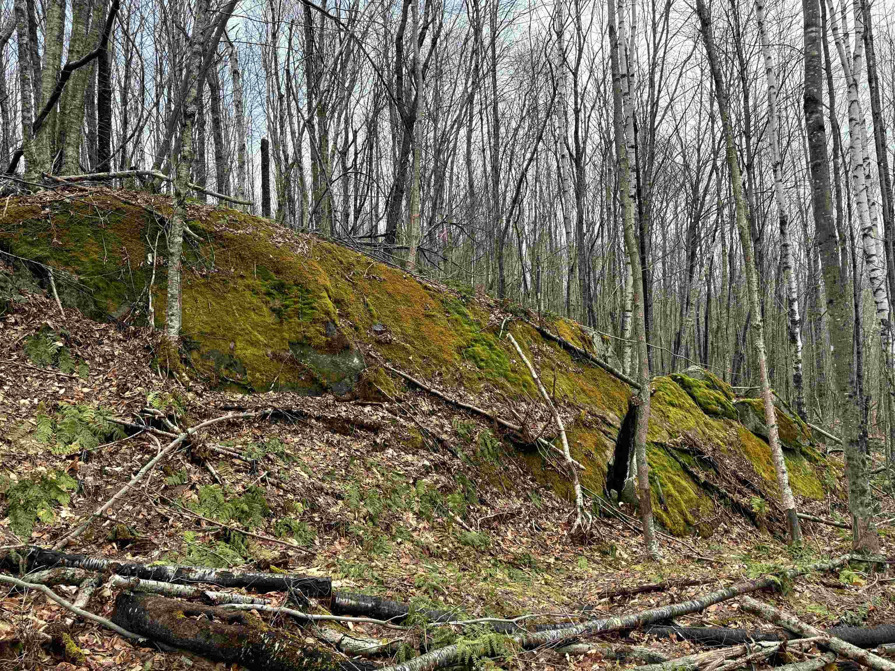 - Foliage Lane Property Photo 8