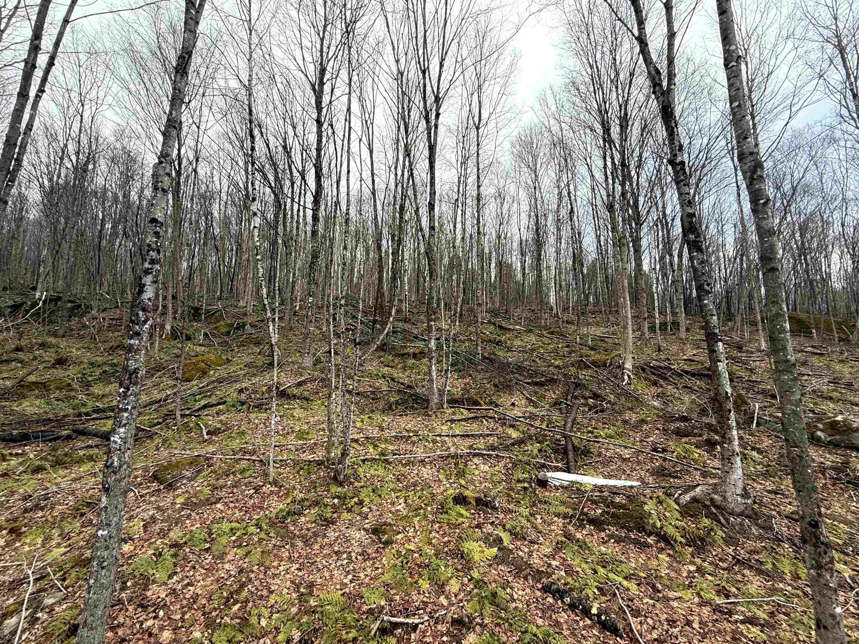 - Foliage Lane Property Photo 18