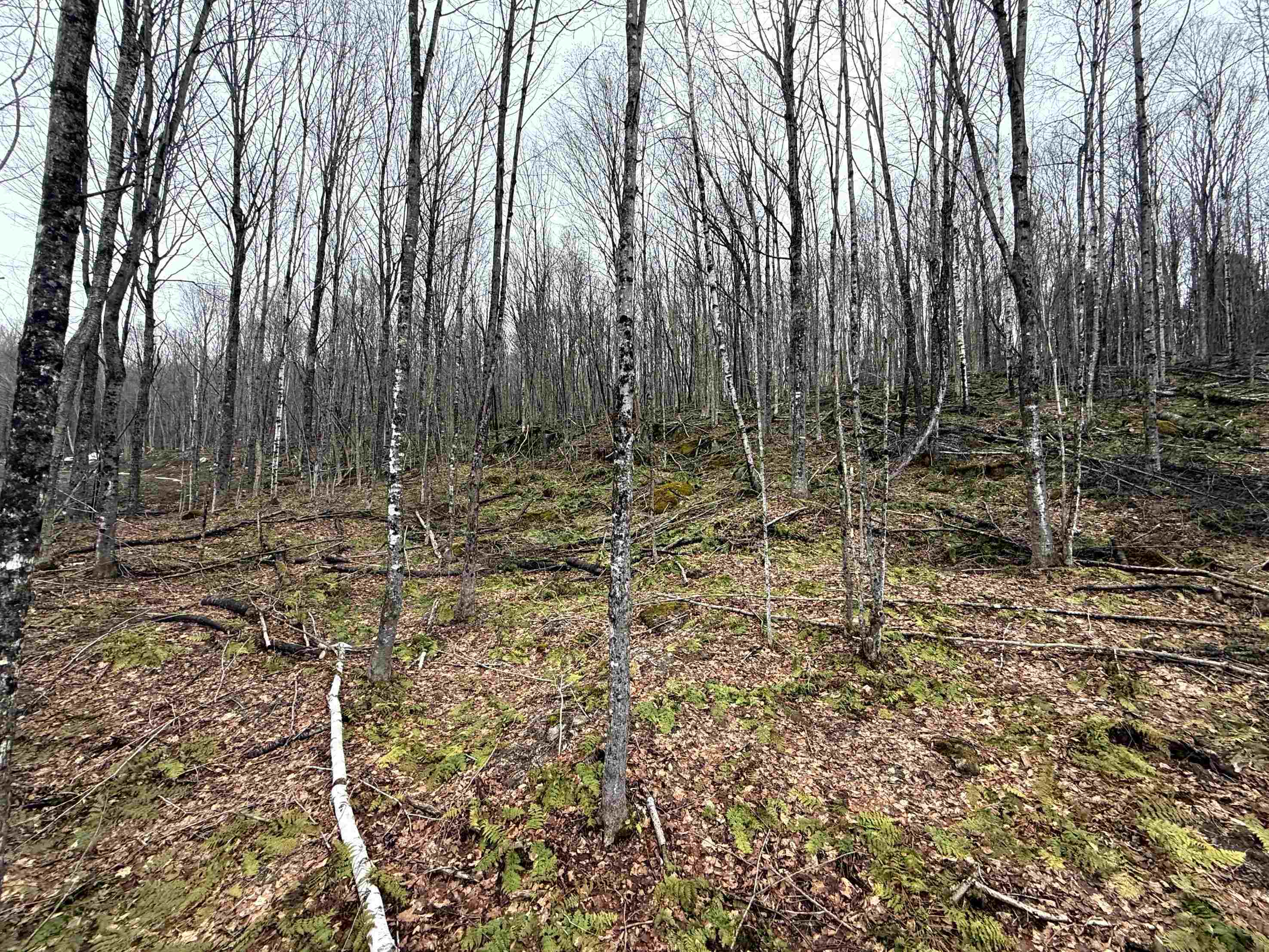 - Foliage Lane Property Photo 19