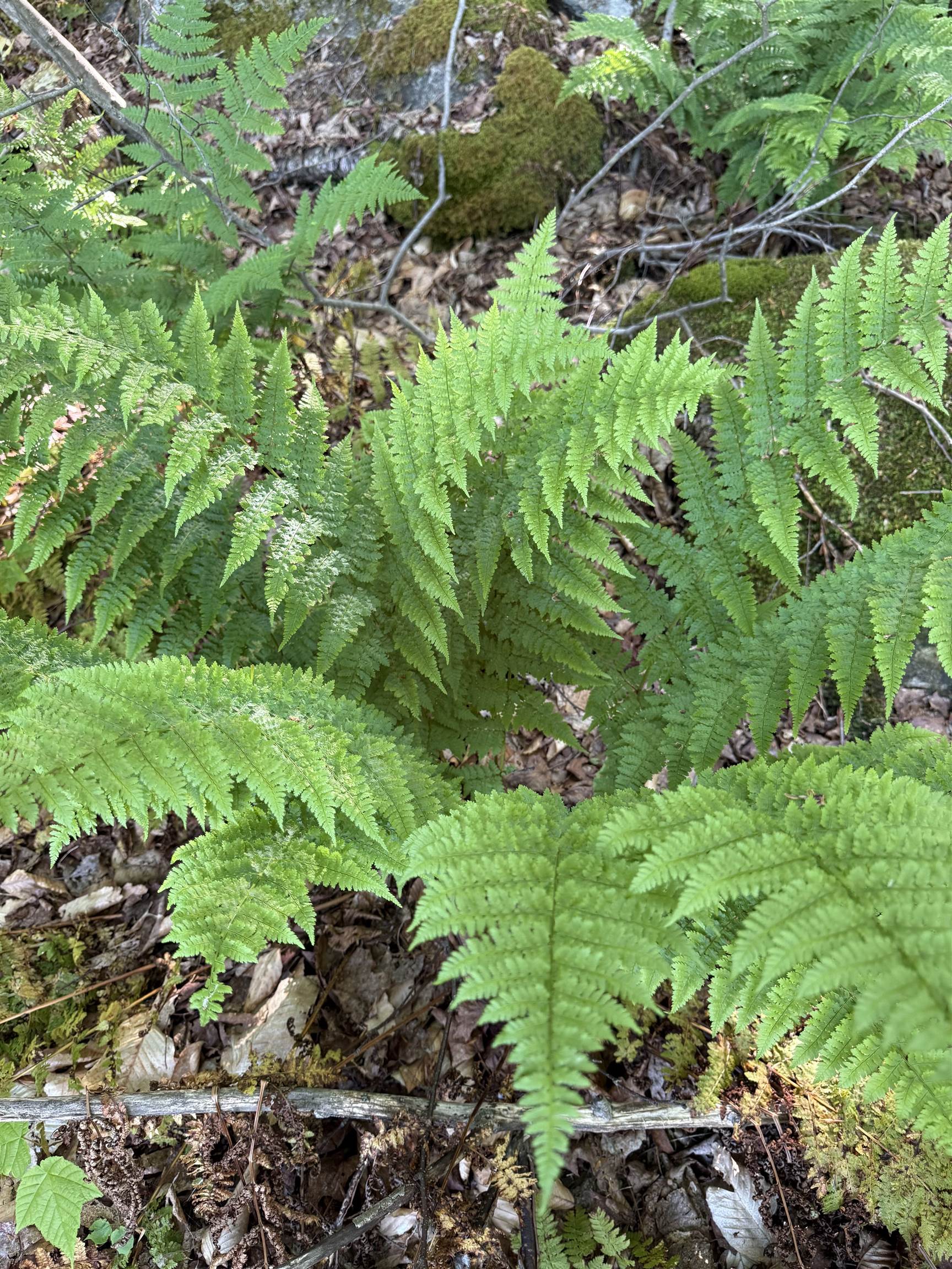 - Foliage Lane Property Photo 25