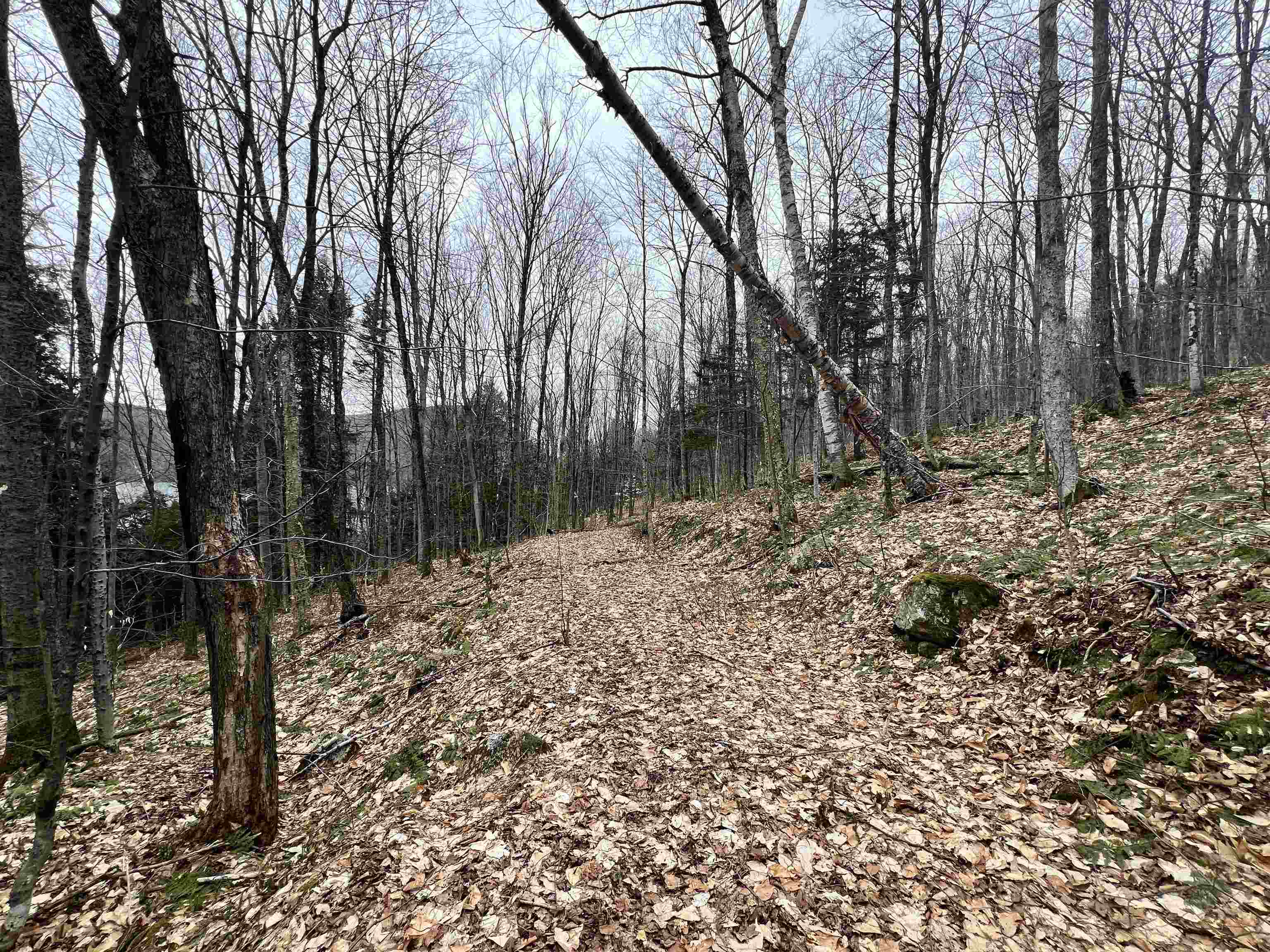 - Foliage Lane Property Photo 26