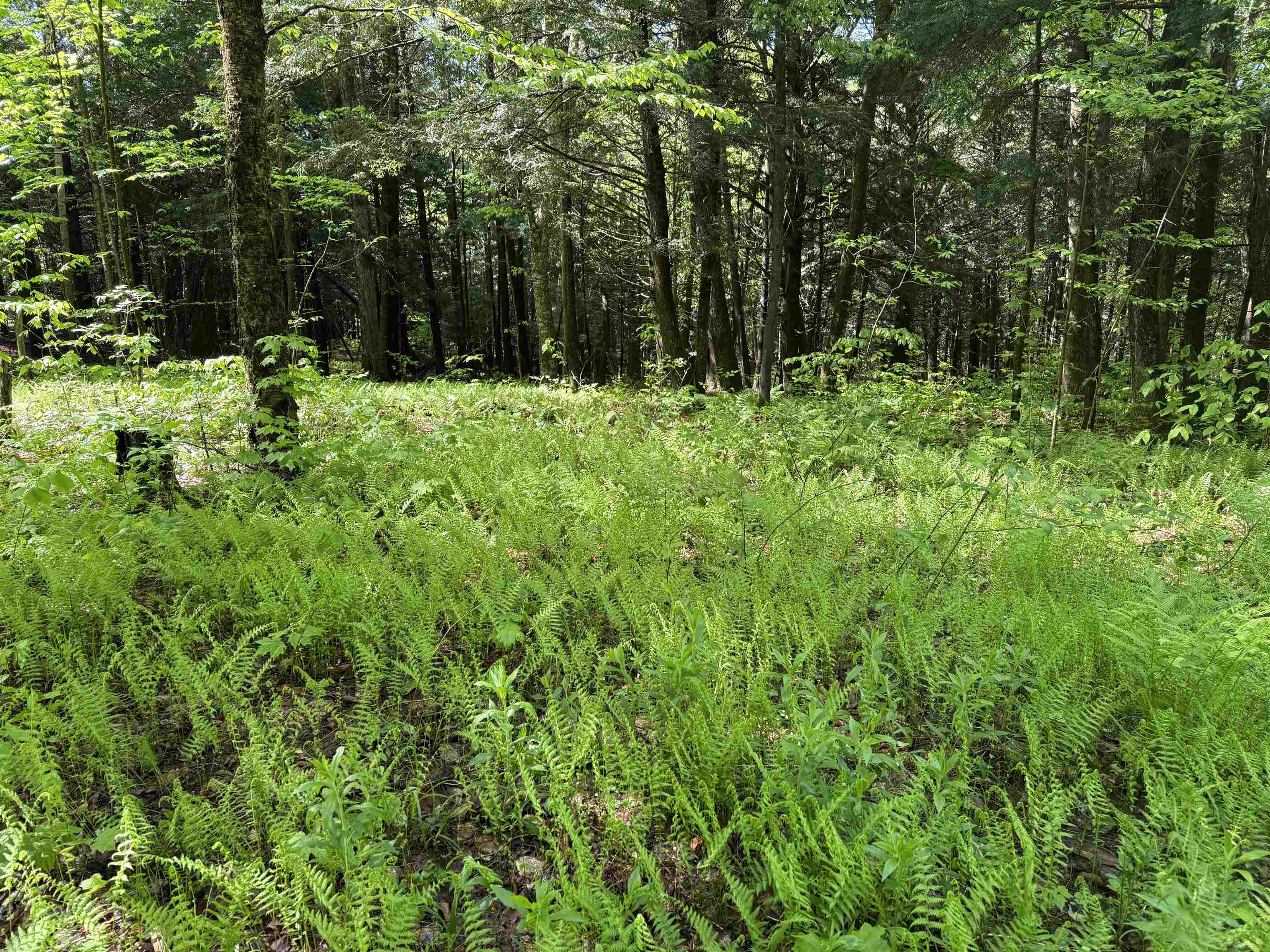 Tbd Plot Road Property Photo 3