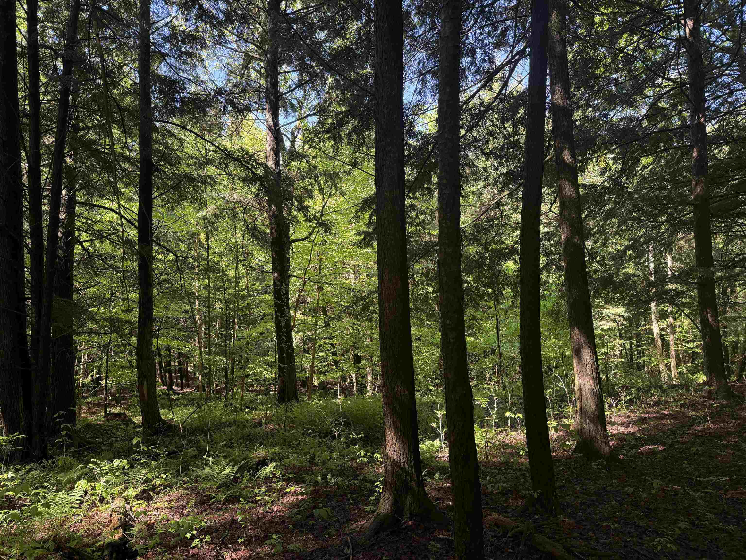 Tbd Plot Road Property Photo 6