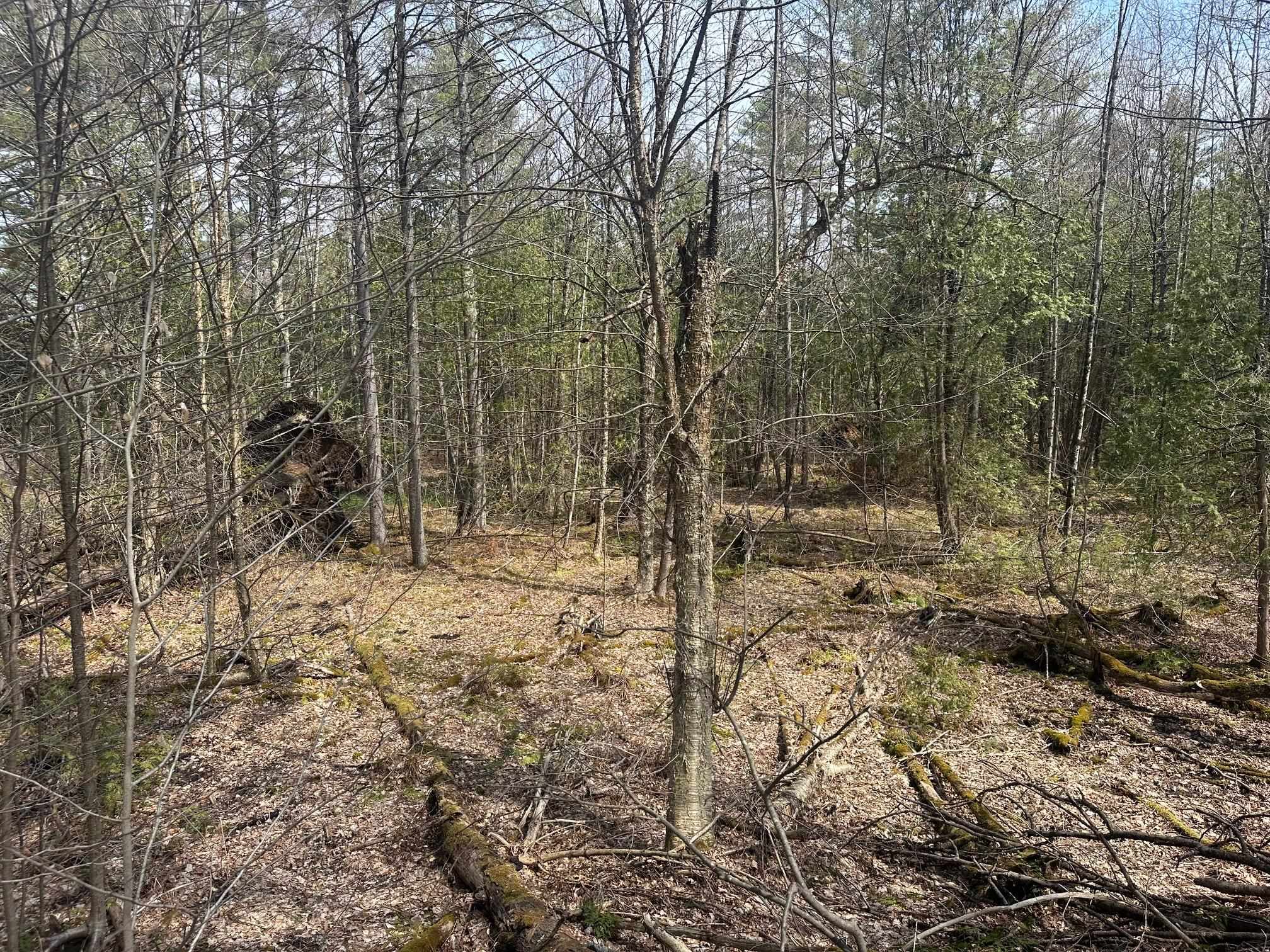 75 Plains Road Property Photo 10