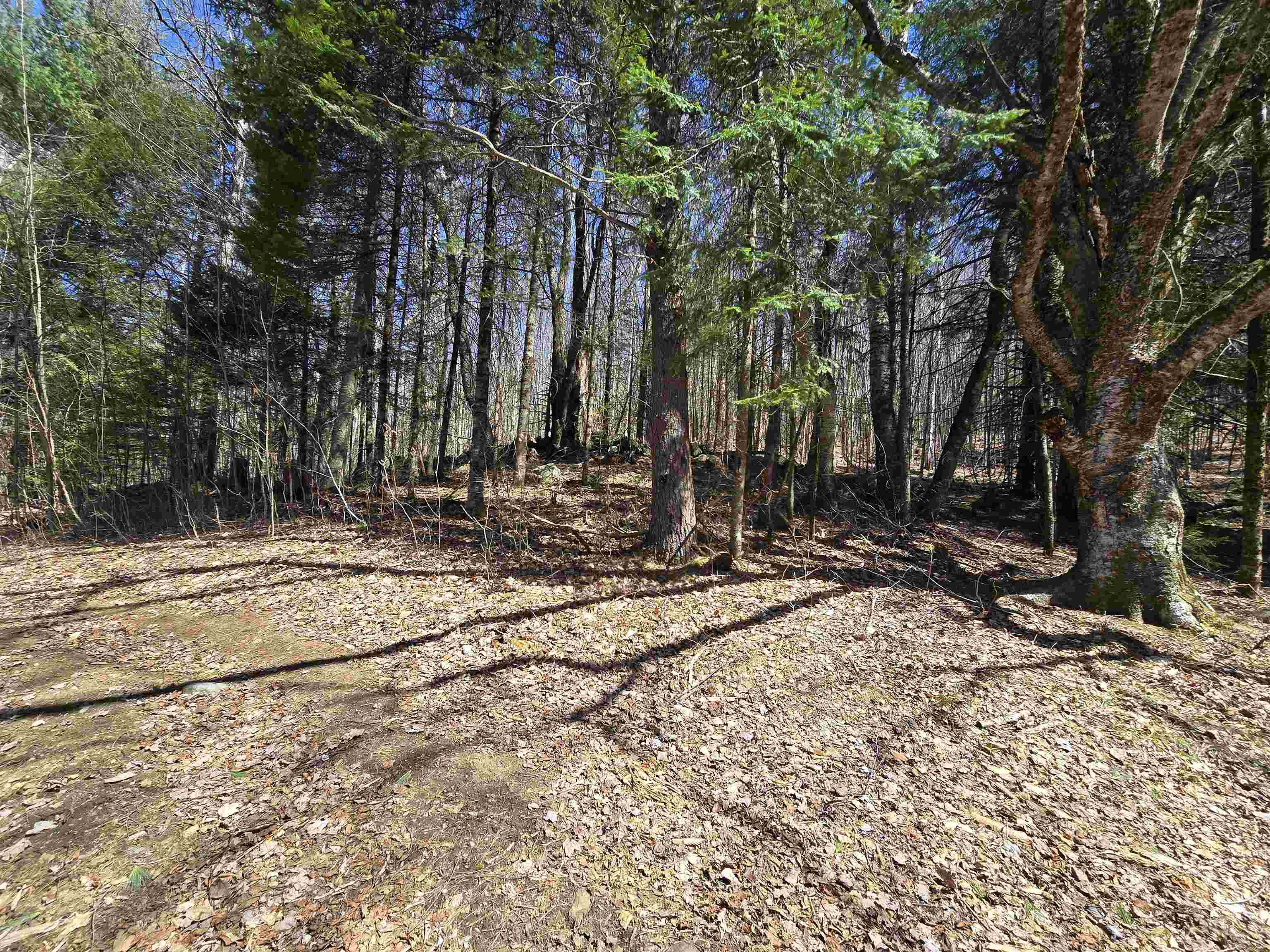 236 Mace Road Property Photo 14