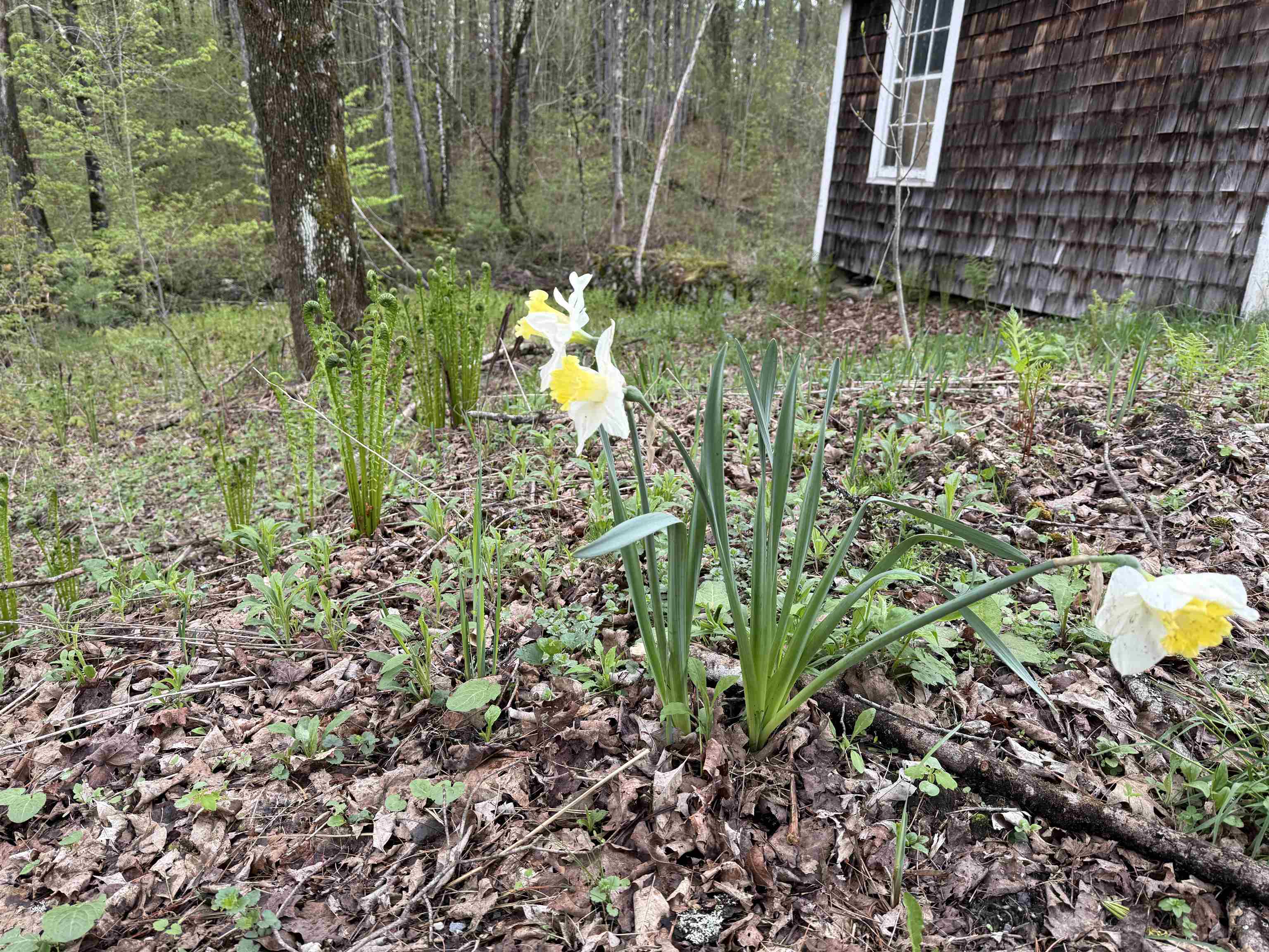 35 Stevens Road Property Photo 46