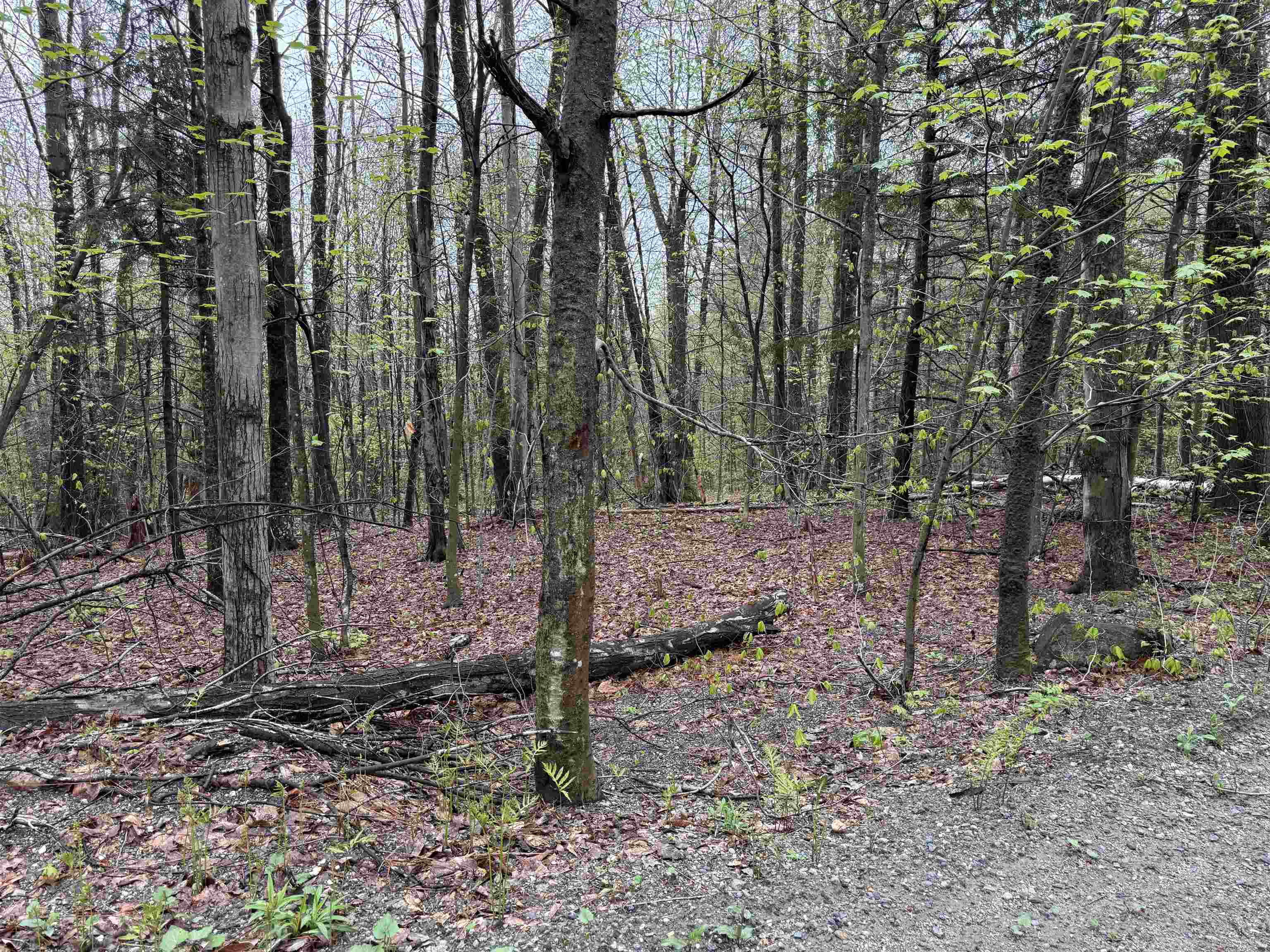 251 Phillips Hill Road Property Photo 9