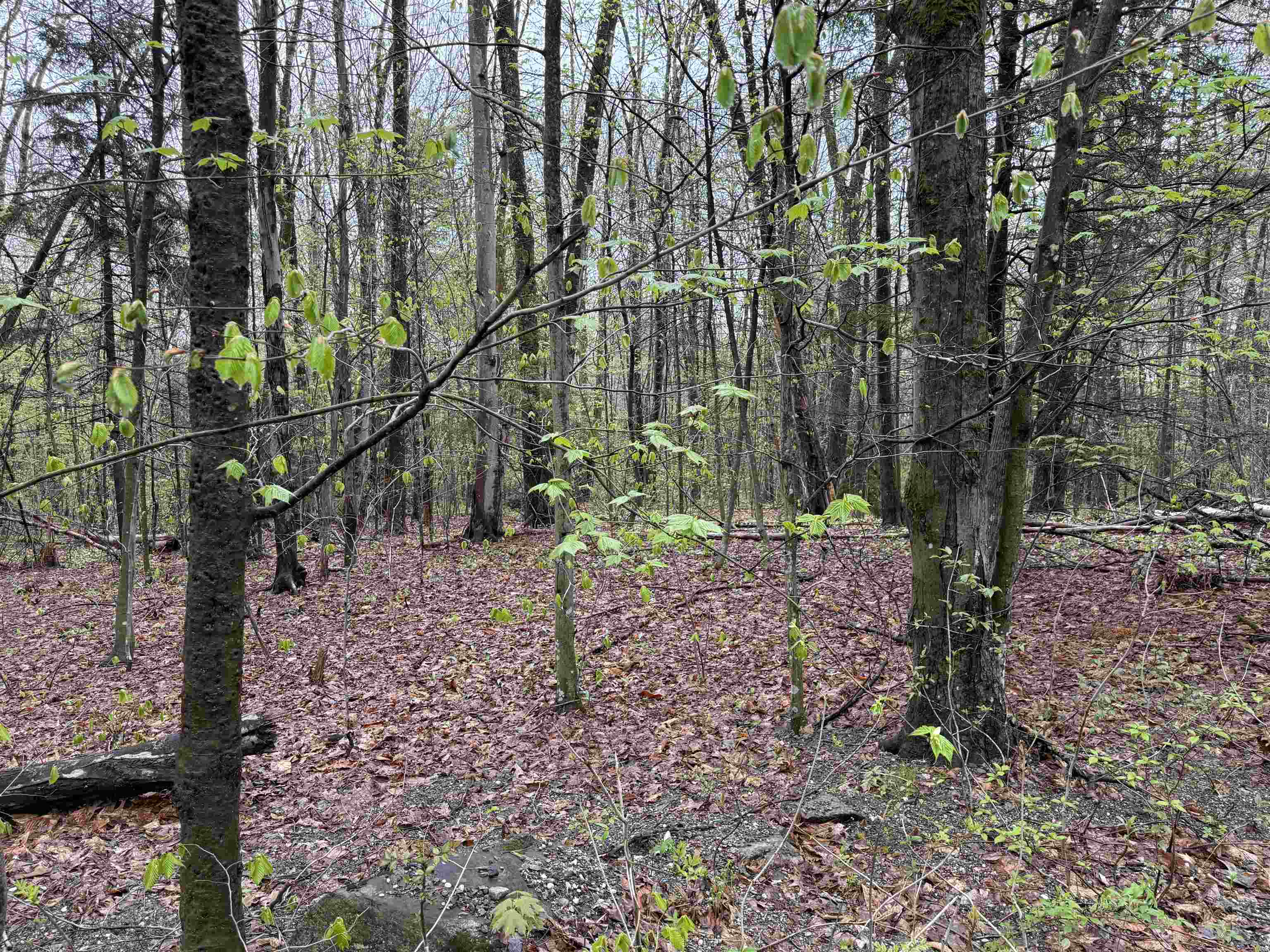 251 Phillips Hill Road Property Photo 12