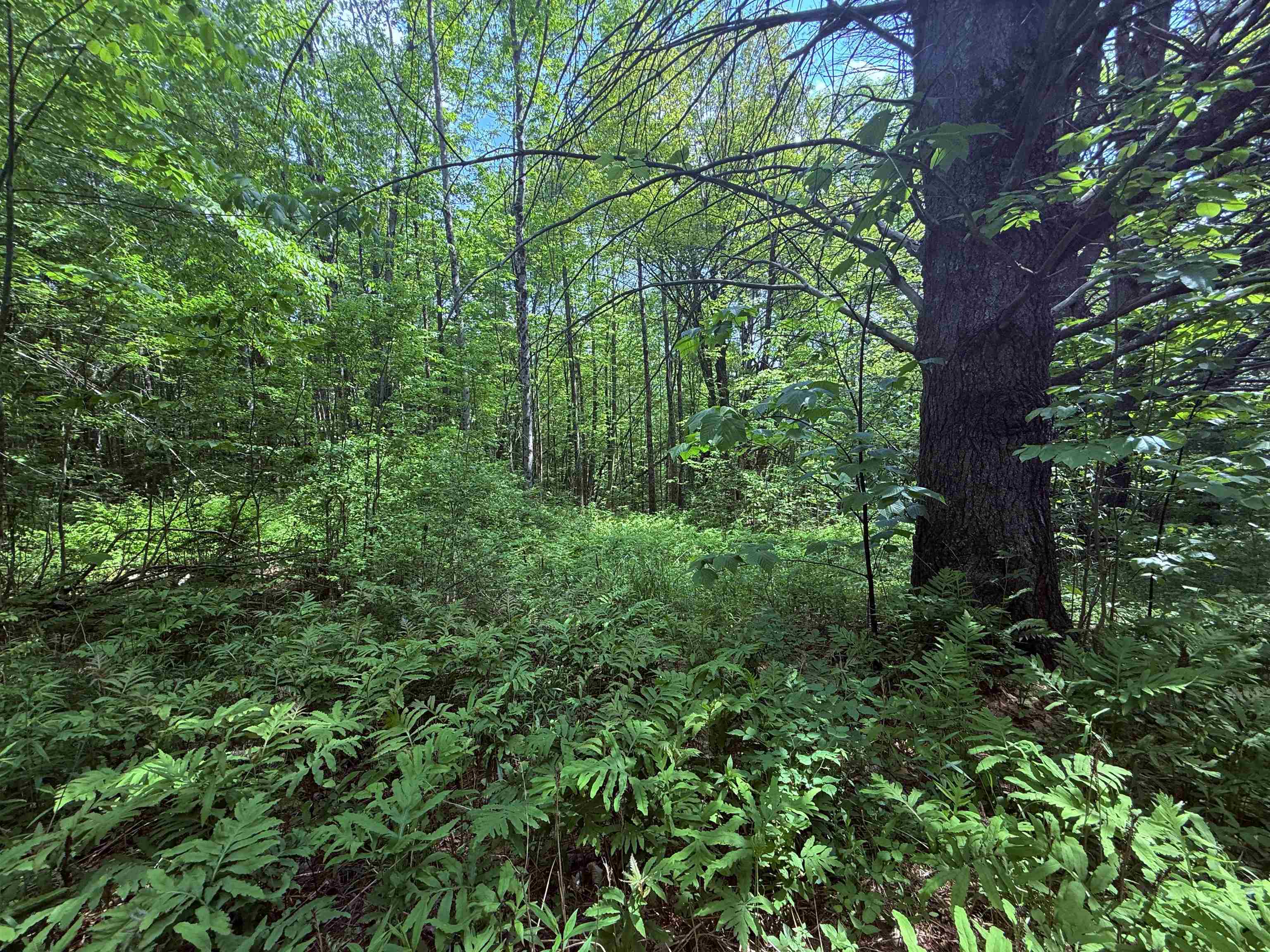251 Phillips Hill Road Property Photo 21
