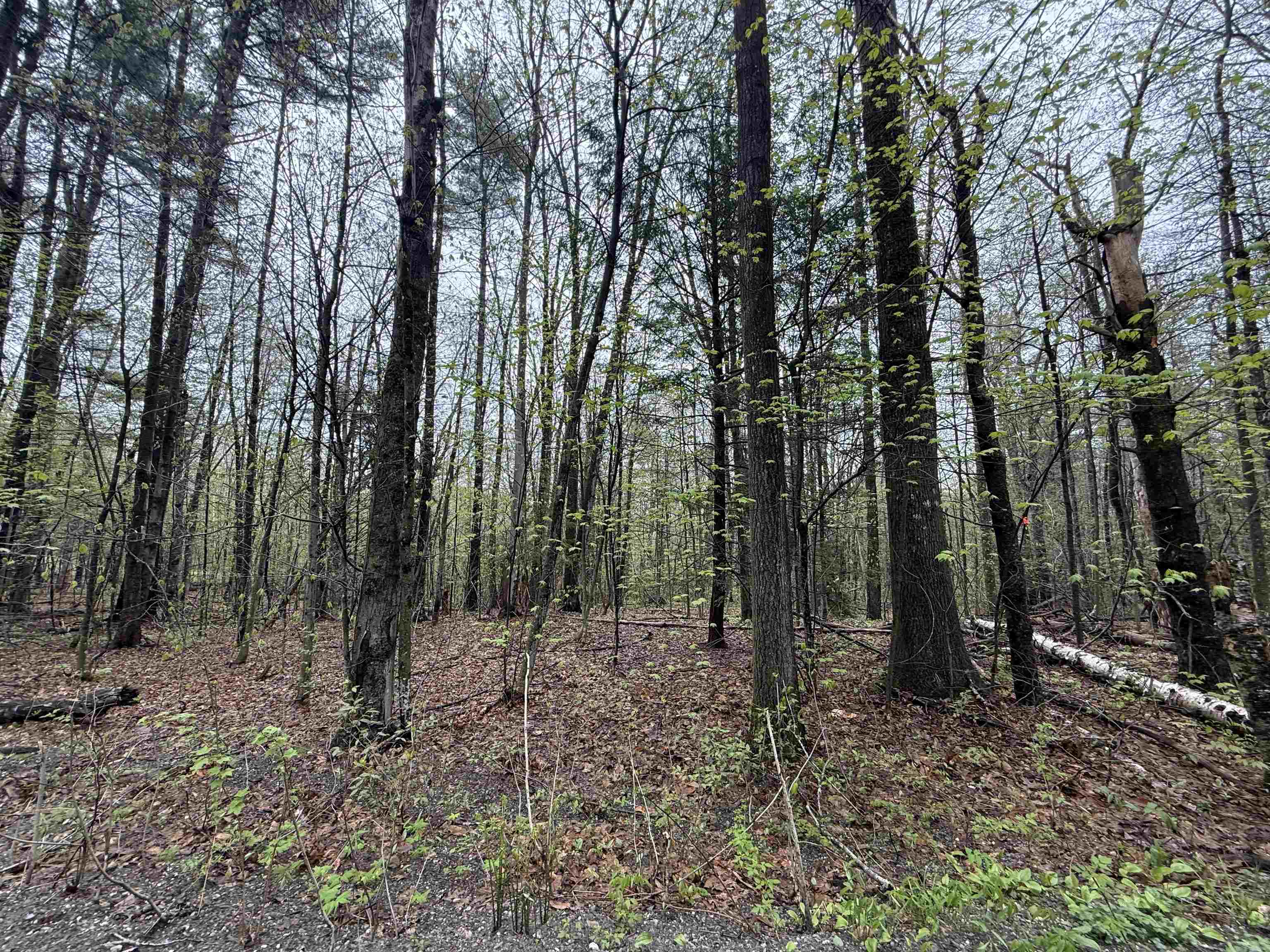 251 Phillips Hill Road Property Photo 24