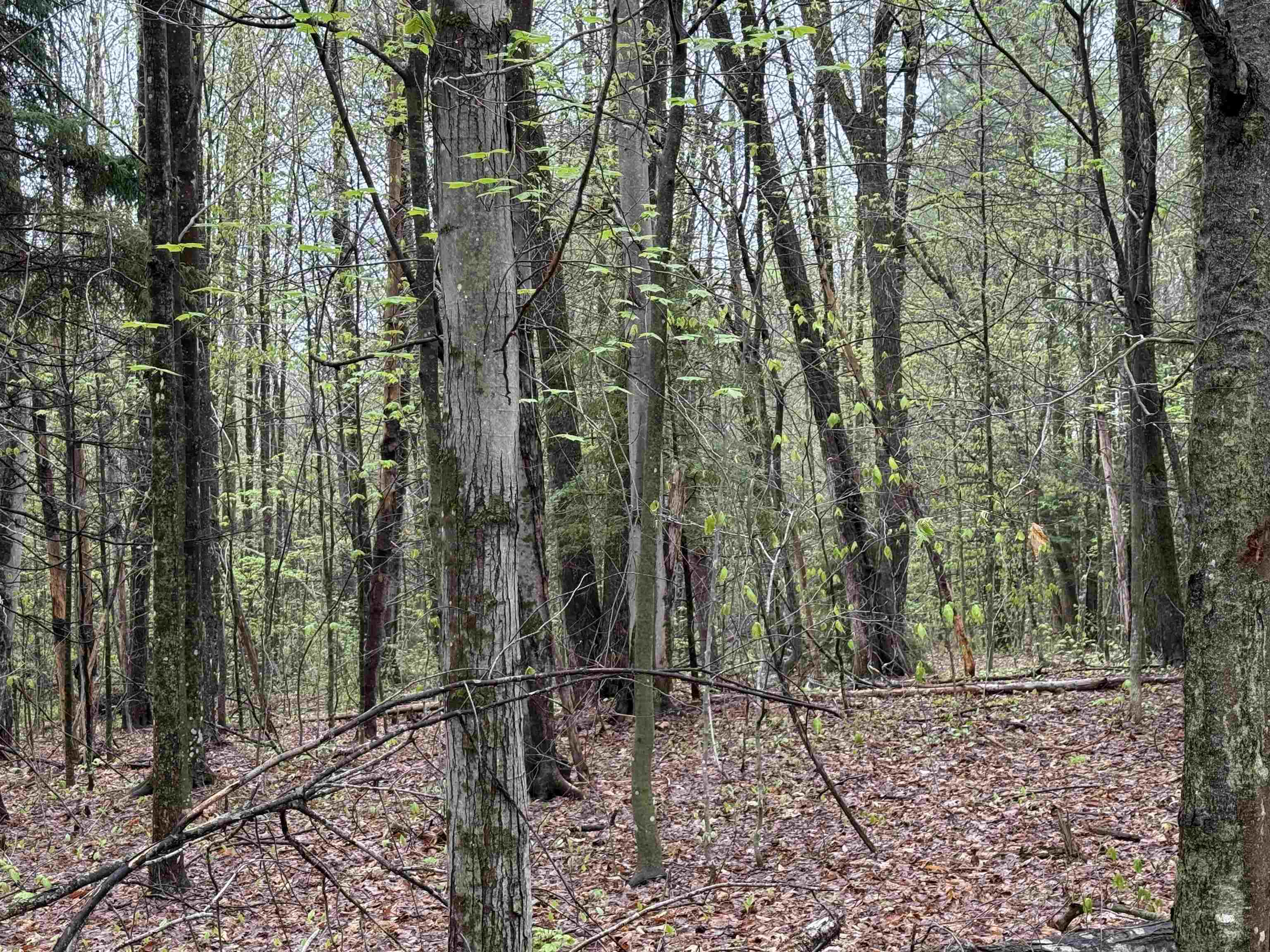 251 Phillips Hill Road Property Photo 25