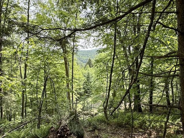 0 Peavine Boulevard Property Photo 13