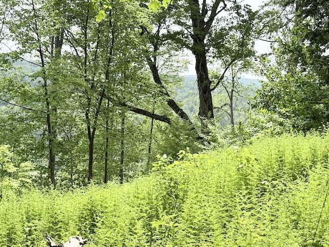 0 Peavine Boulevard Property Photo 31