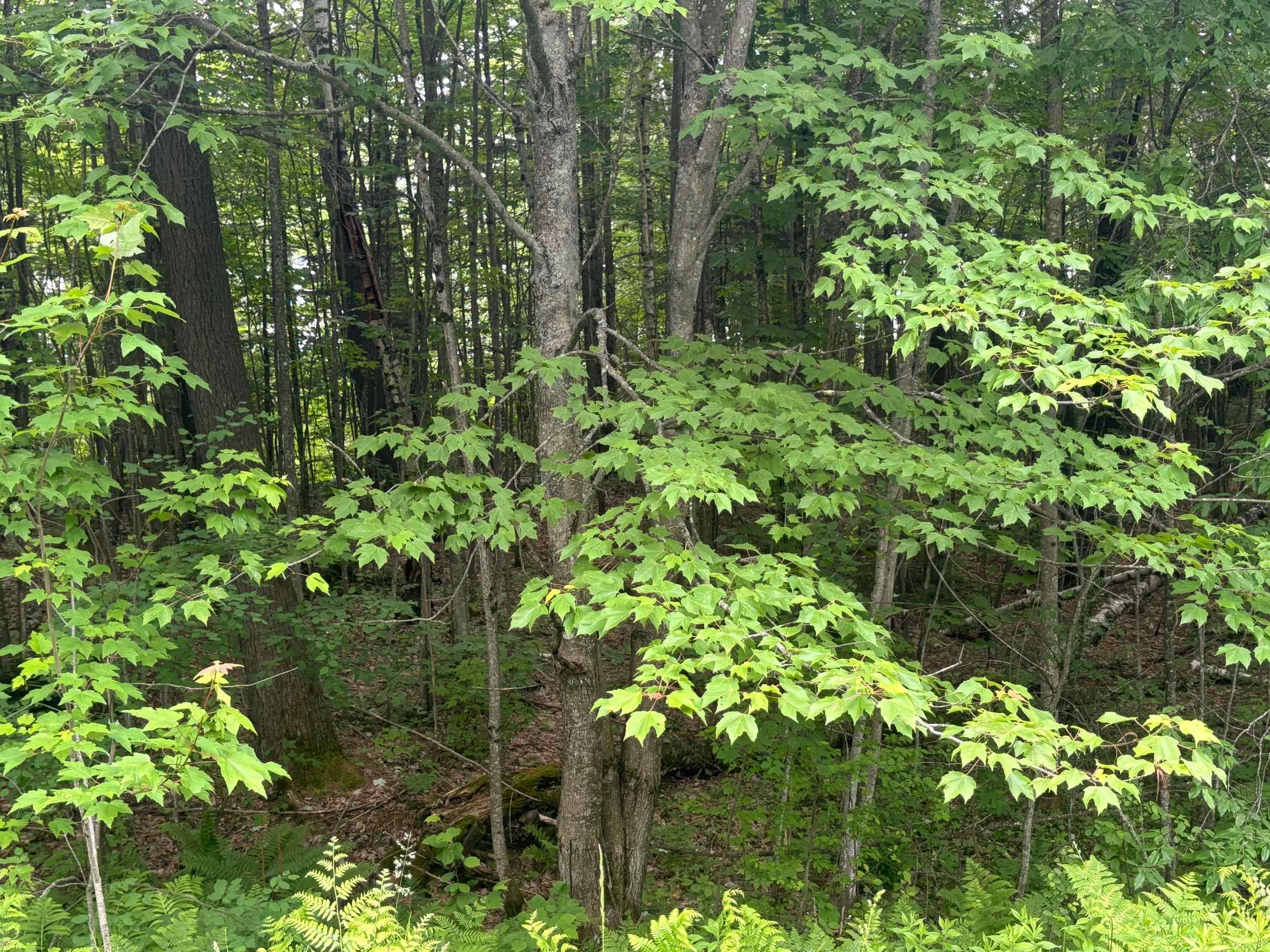 00 Vt Route 105 Property Photo 1