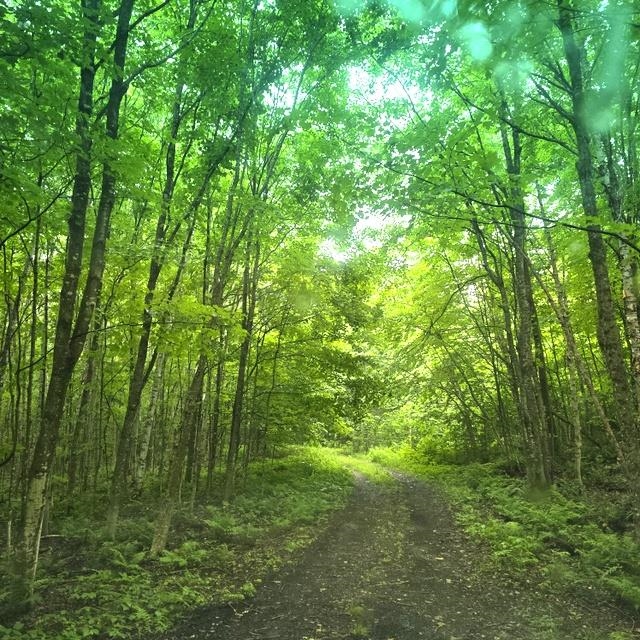 250 Kinney Hill Road Property Photo 35