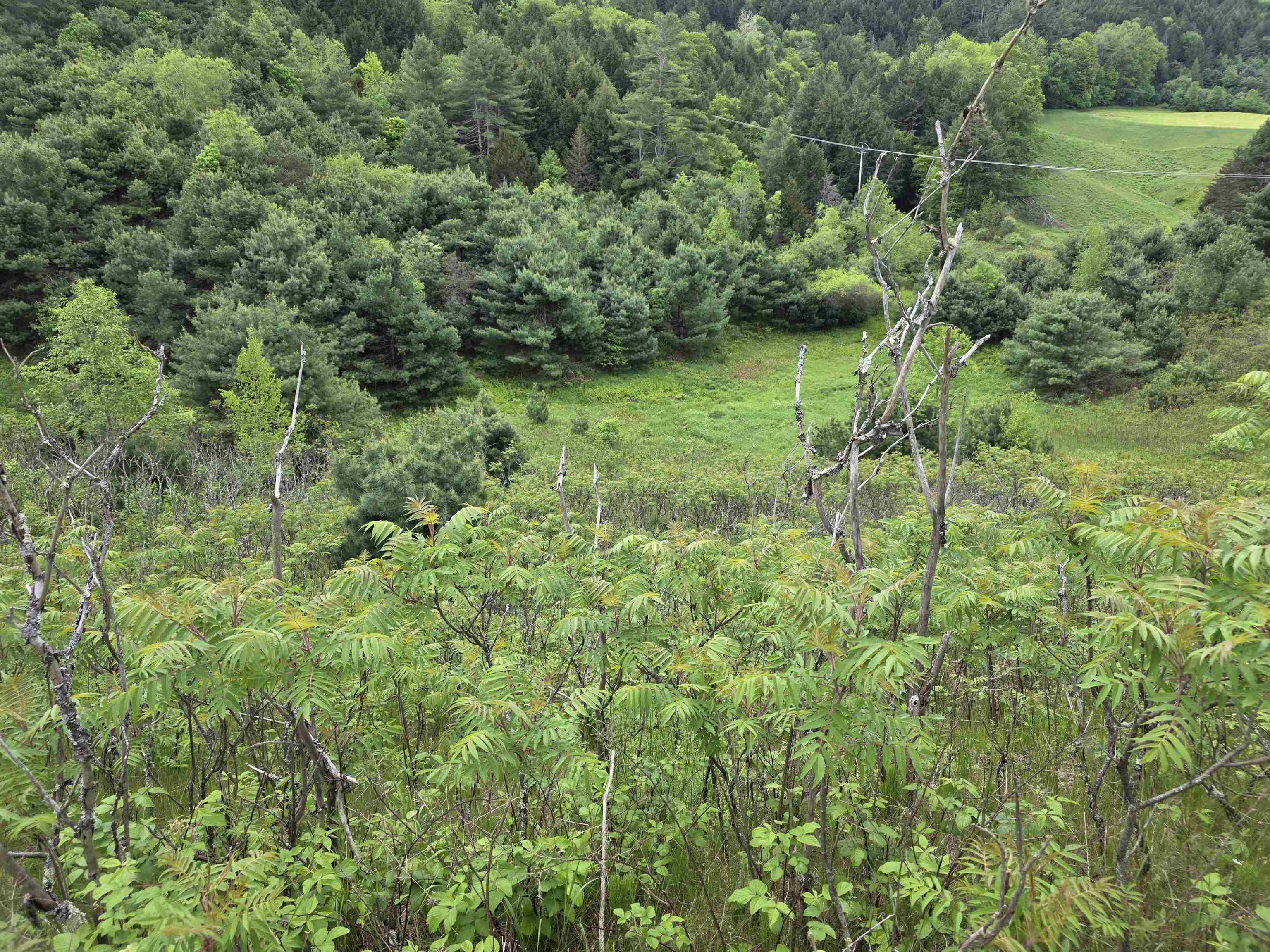 Vt Route 14 South Property Photo 4