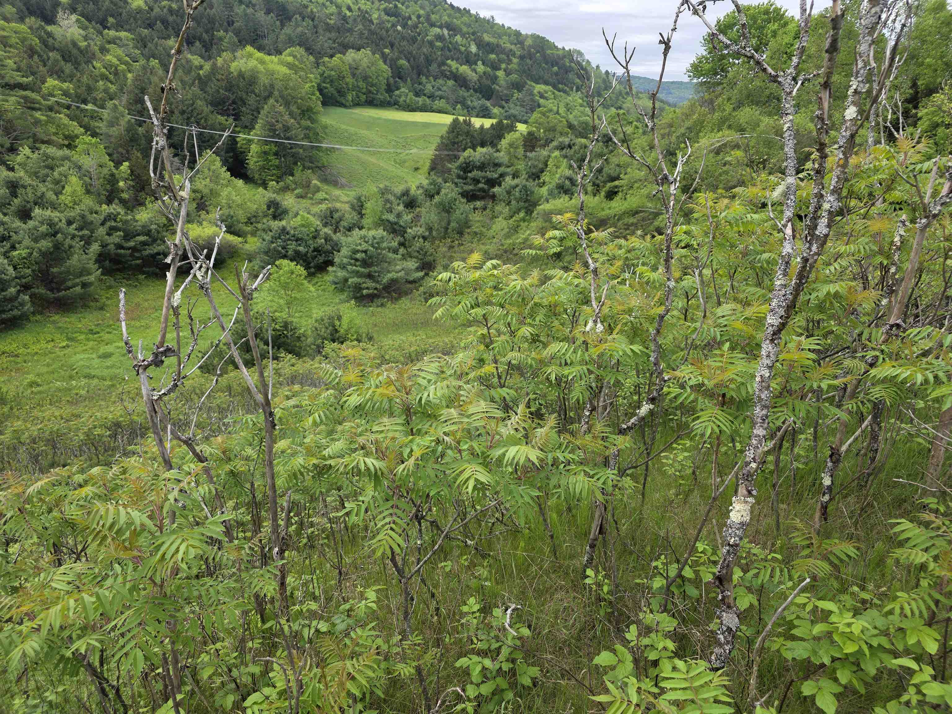 Vt Route 14 South Property Photo 11
