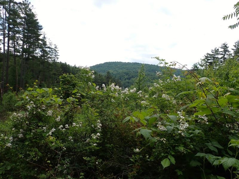 0 Marshall Phillips Road Property Photo 12