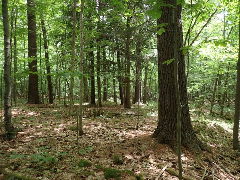 0 Marshall Phillips Road Property Photo 17