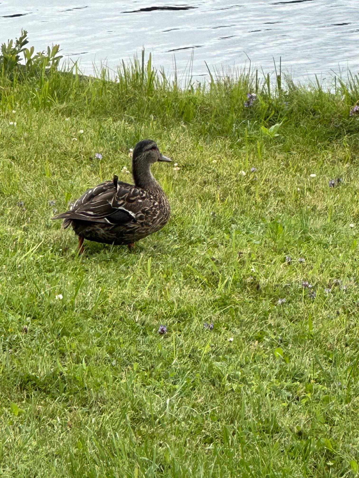 234 Laperle Drive Property Photo 37