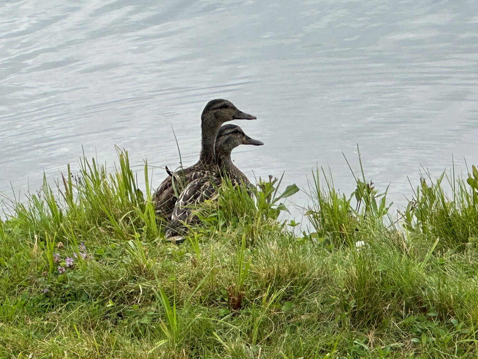 234 Laperle Drive Property Photo 38
