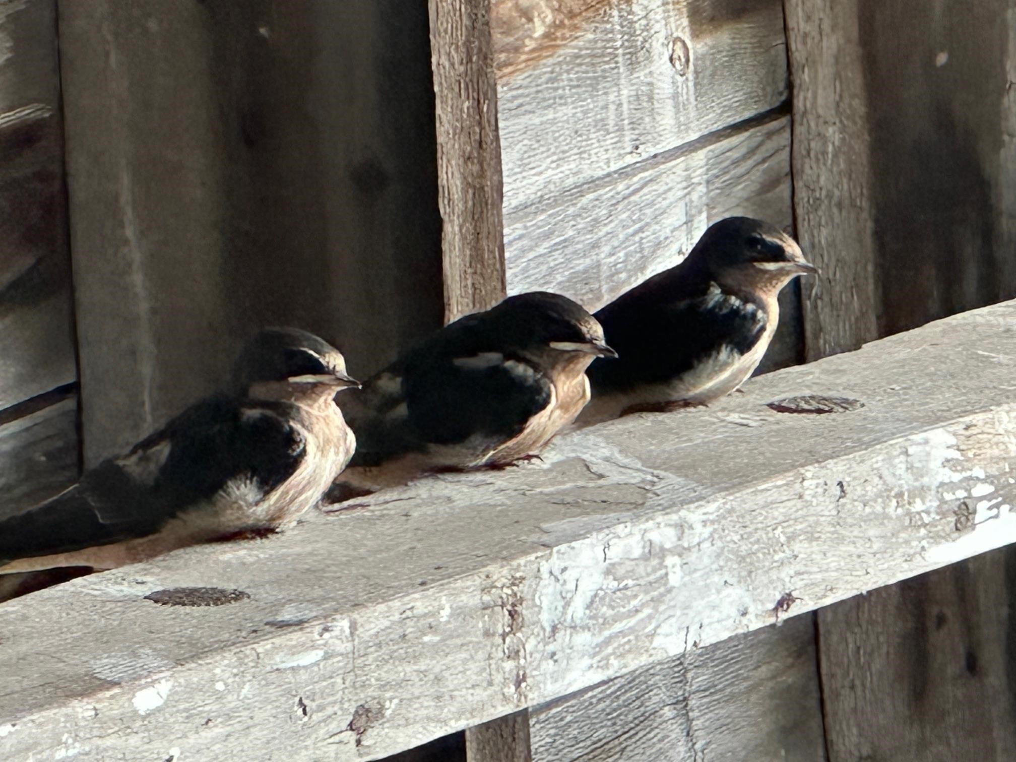 234 Laperle Drive Property Photo 39