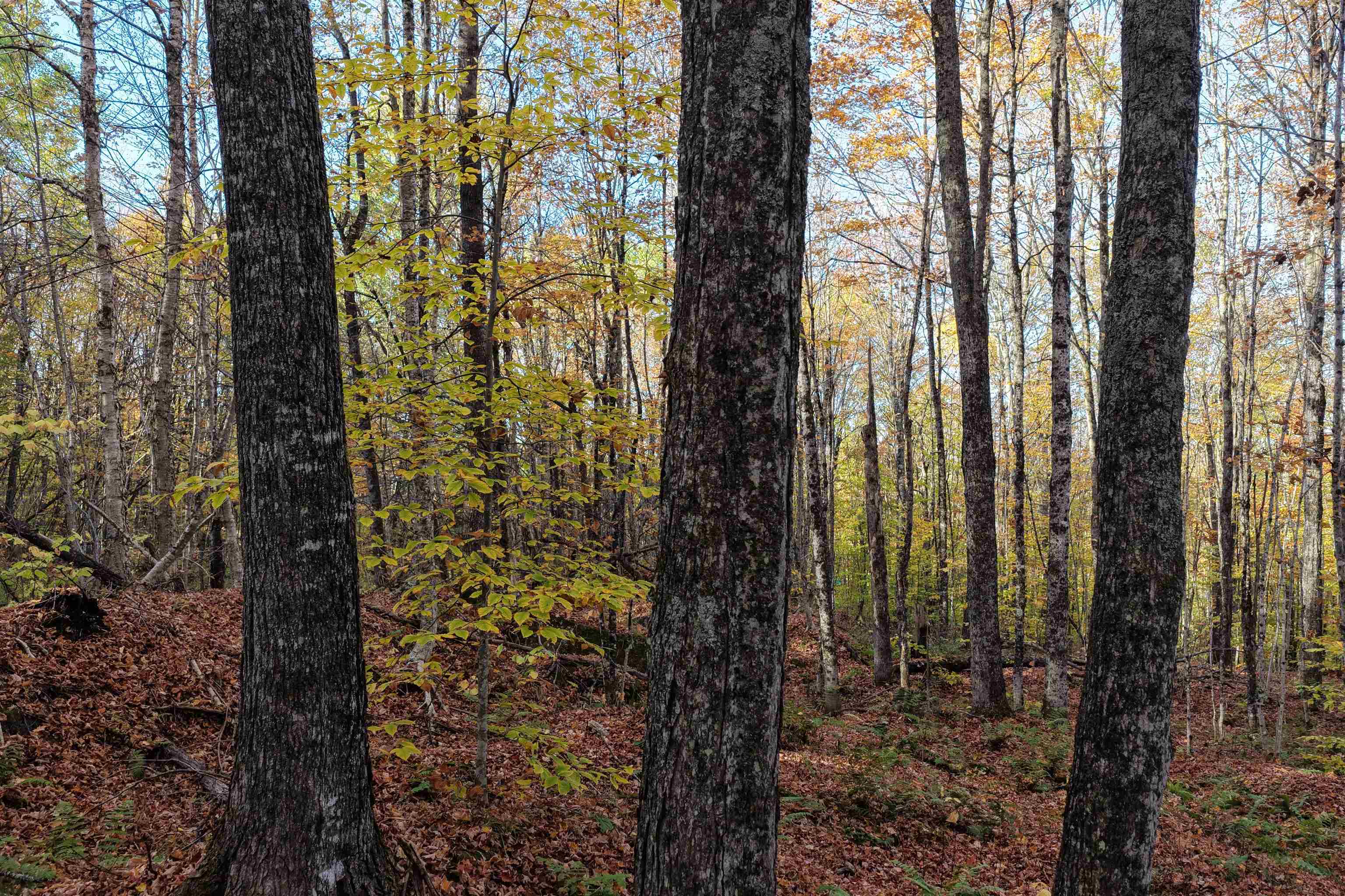 2448 Lost Nation Road Property Photo 10