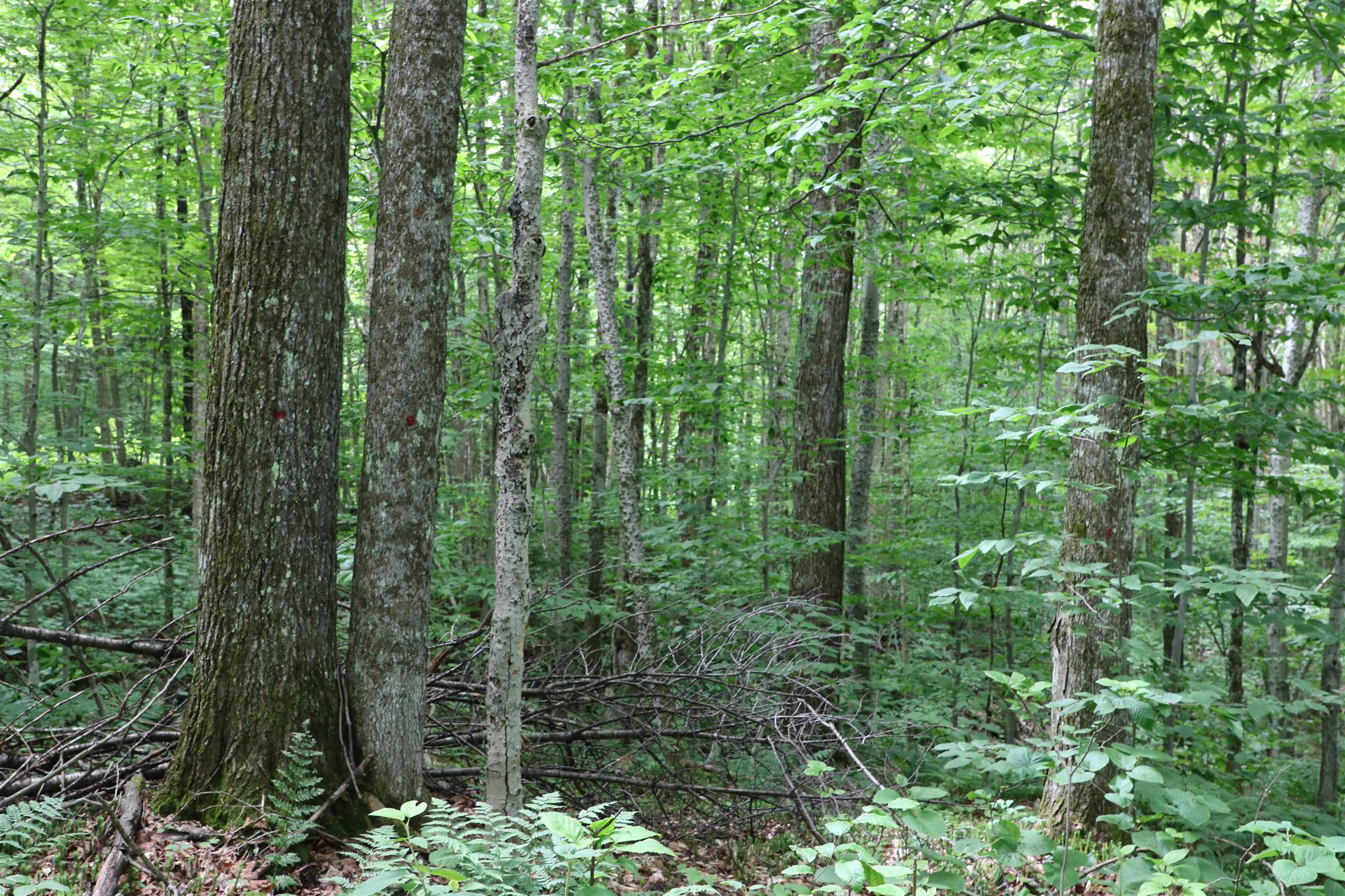 2448 Lost Nation Road Property Photo 27