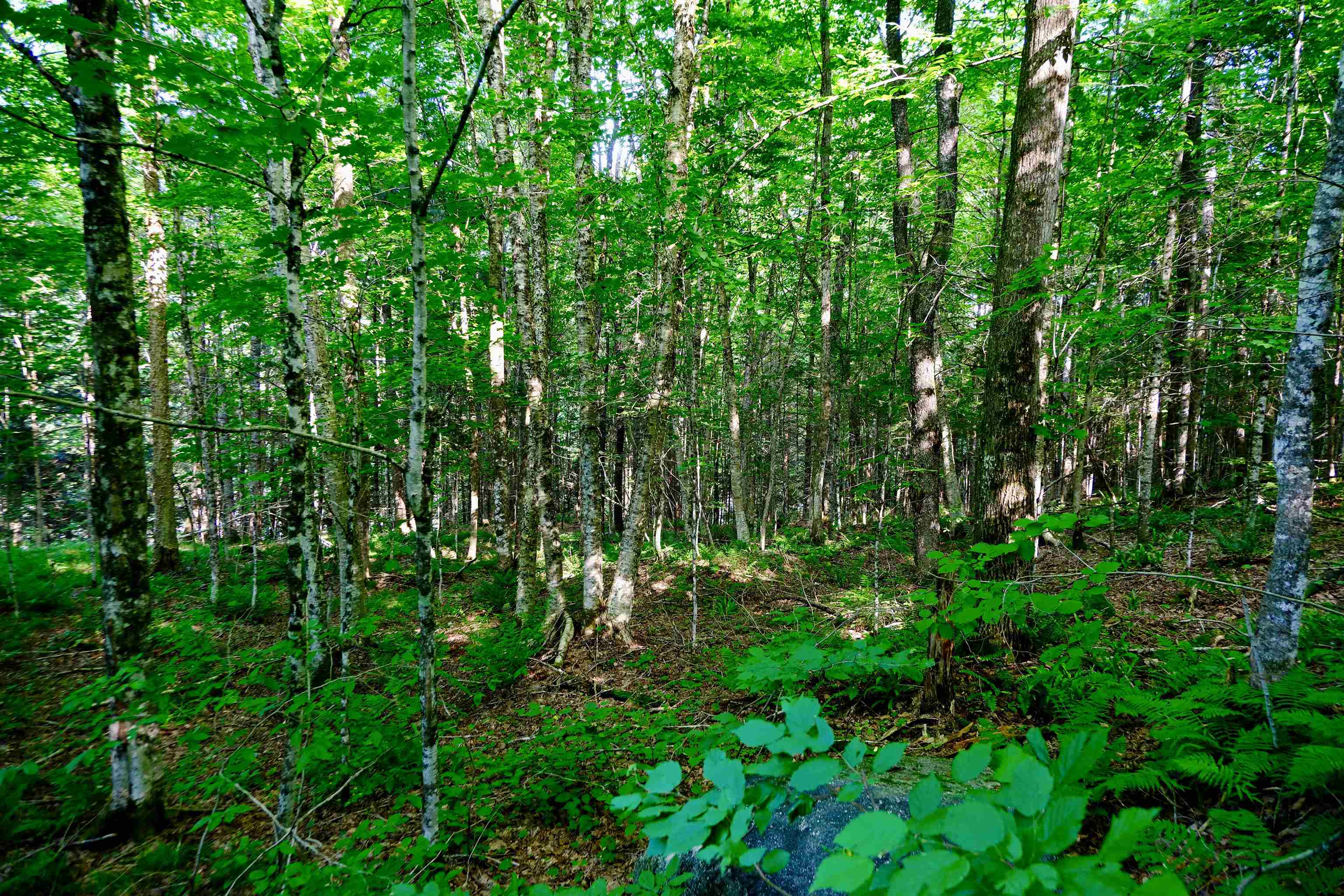 0 Calendar Brook Road Property Photo 31